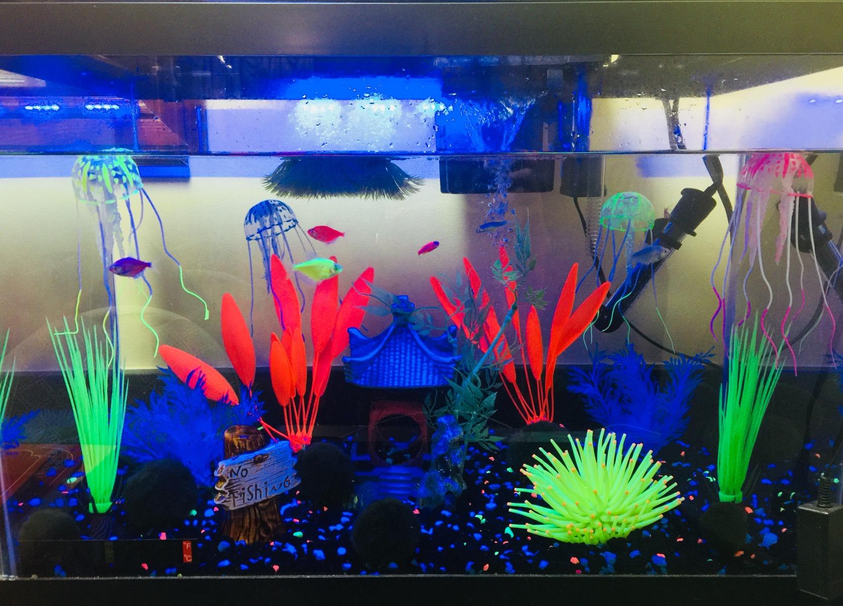 GloFish 20 Gallon Aquarium Kit with LED Lights, Decor Heater and Filter customer photo 2