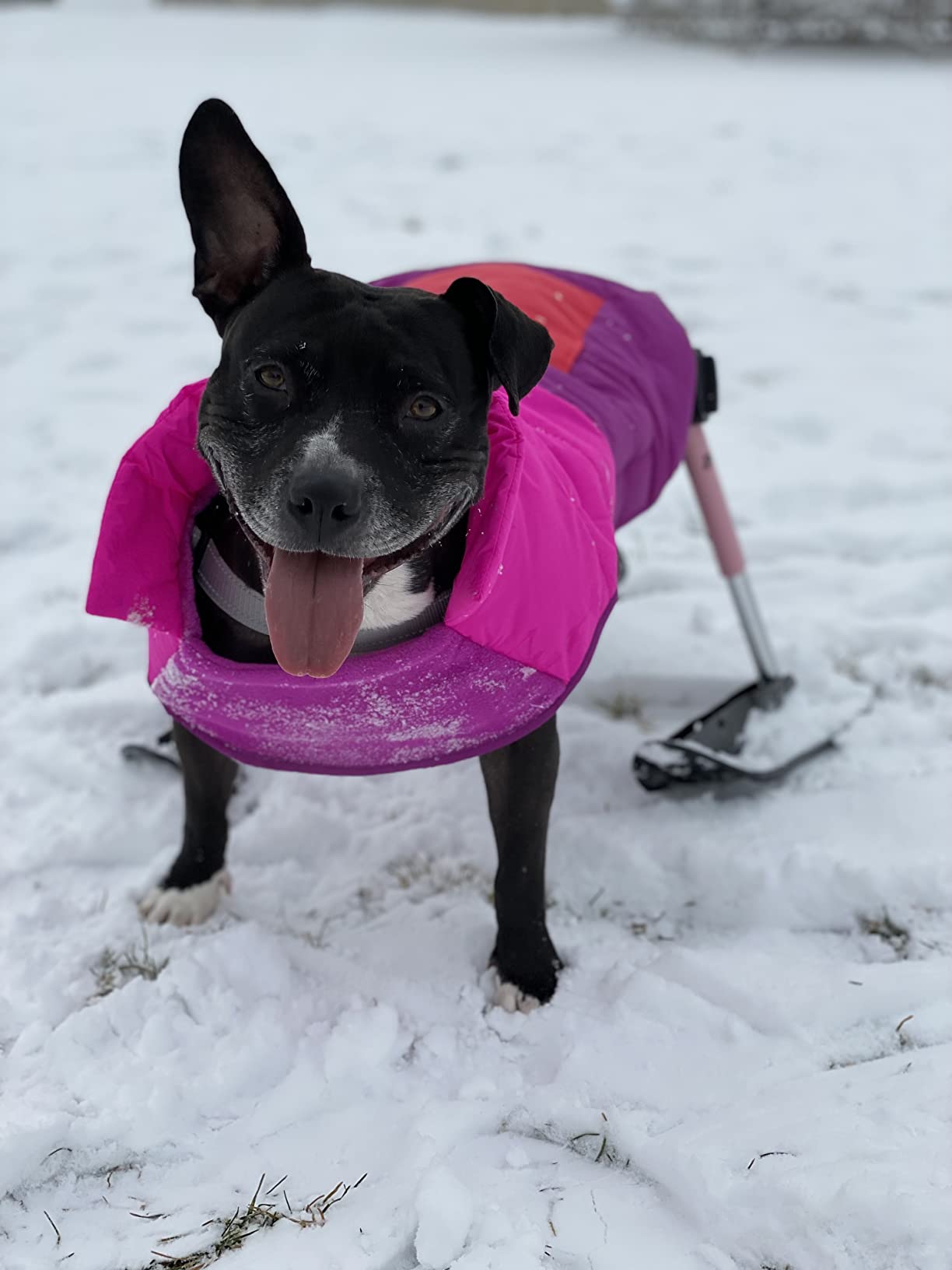 Walkin' Wheels Dog Wheelchair - for Medium Dogs 26-49 lbs - Veterinarian Approved - Dog Wheelchair for Back Legs customer photo 1