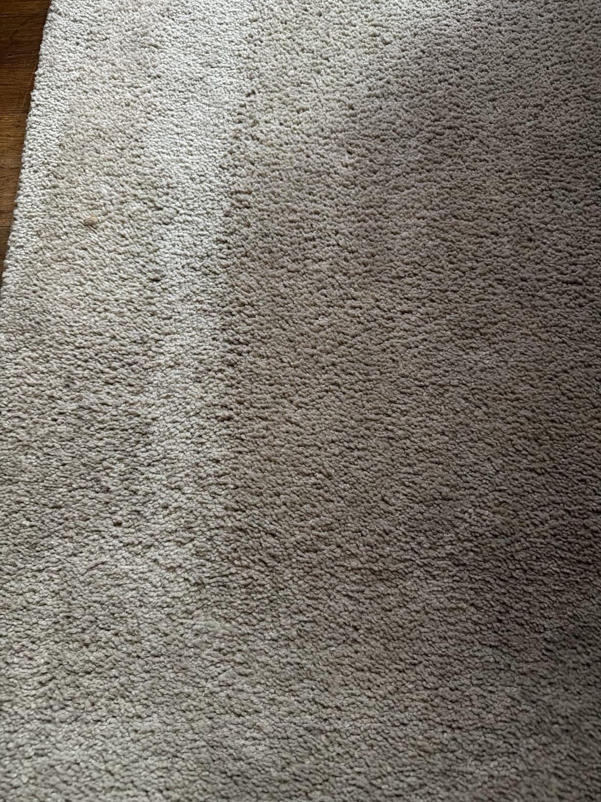 Capture Carpet & Rug Dry Cleaner Carpet Deodorizer & Freshener Powder 2.5lb customer photo 1