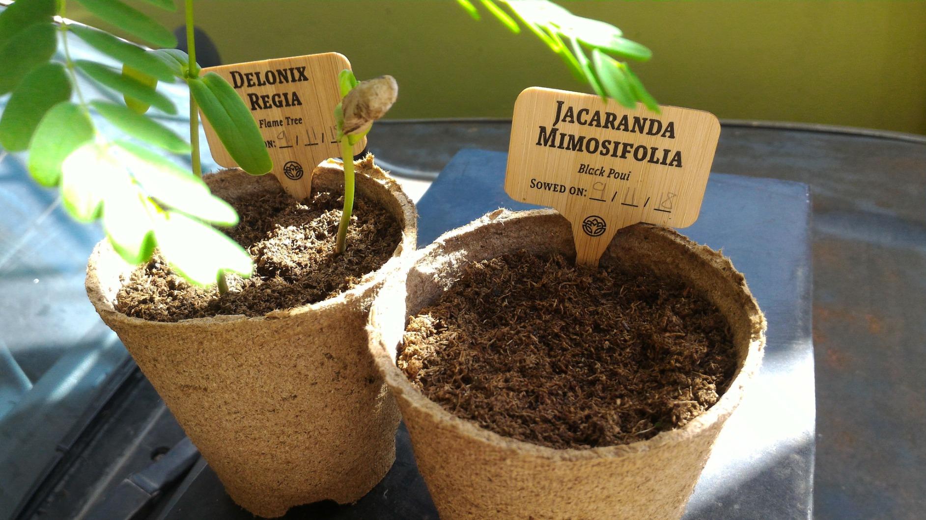Bonsai Tree Kit for Beginners & Plant Lovers - Grow Your Own Bonsai | 4 Species Starter Kit with Burlap Pots, Shears, Soil Disc, Markers & Guide, Gift for Mom or Grandma customer photo 1