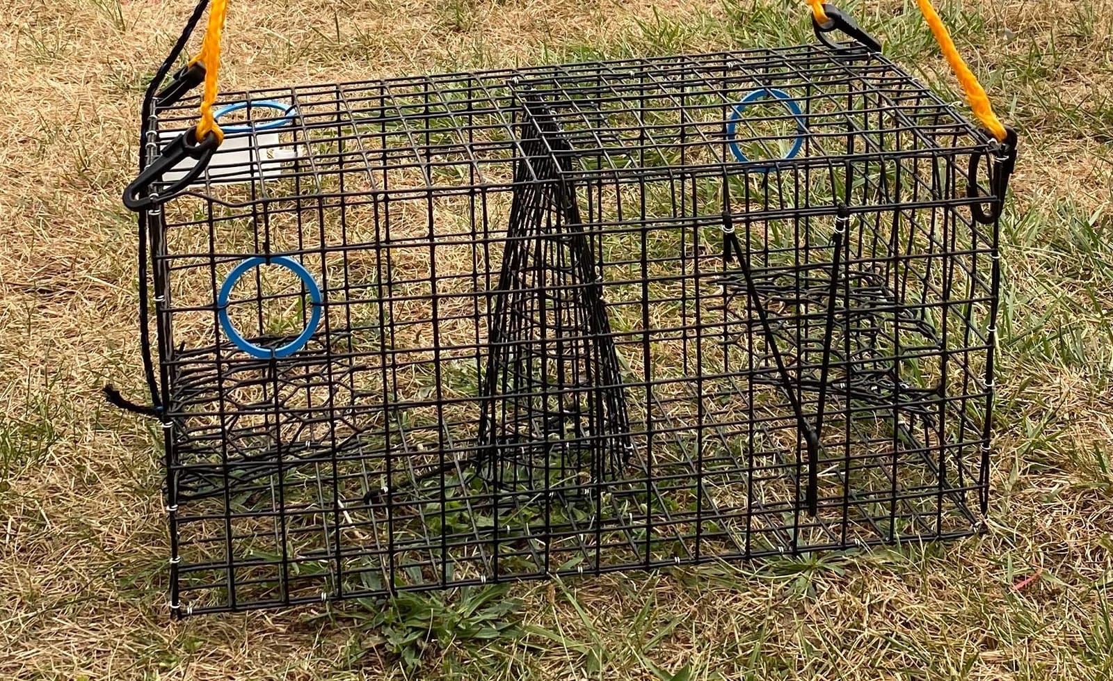 Maryland Blue Crab Pot Trap, PVC Coated Wire mesh, Heavy Duty, Two T.E.D. (Turtle Excluder Device), Two Escape Rings, Float, Rope, Ready for use. Come with Crab & Lobster Measure Gauge. Made in USA customer photo 1