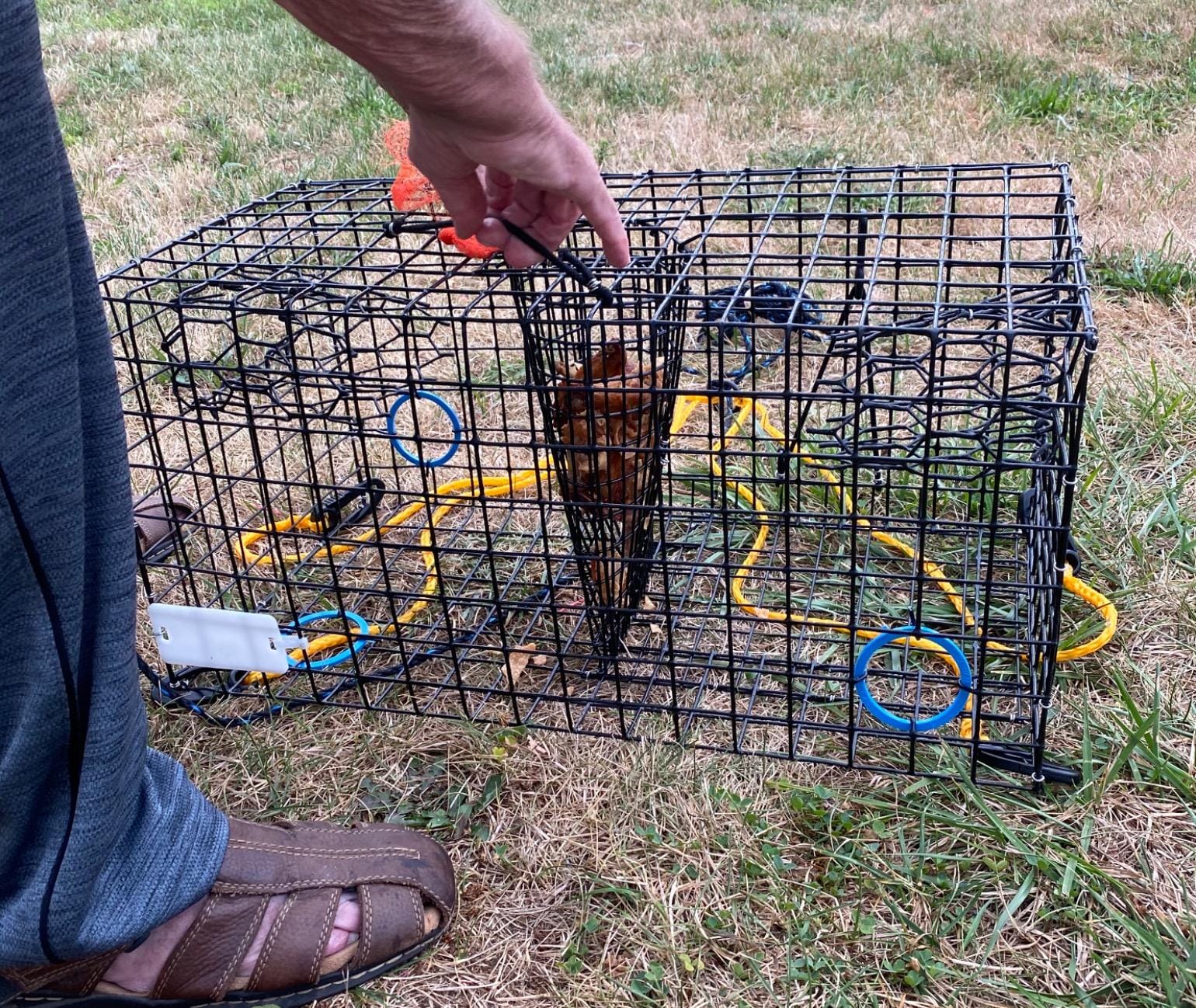 Maryland Blue Crab Pot Trap, PVC Coated Wire mesh, Heavy Duty, Two T.E.D. (Turtle Excluder Device), Two Escape Rings, Float, Rope, Ready for use. Come with Crab & Lobster Measure Gauge. Made in USA customer photo 2