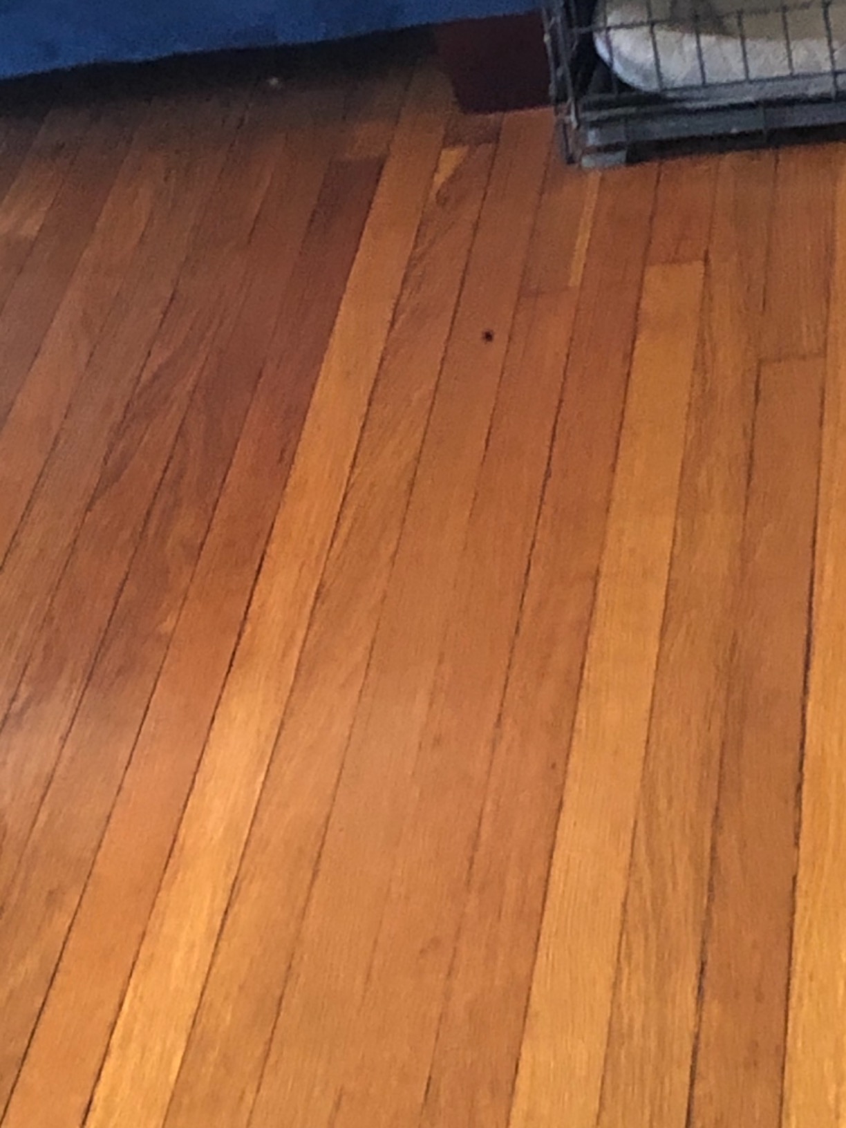 Weiman Wood Floor Polish and Restorer - 32 Ounce - High-Traffic Hardwood Floor, Natural Shine, Removes Scratches, Leaves Protective Layer, Packaging May Vary customer photo 1