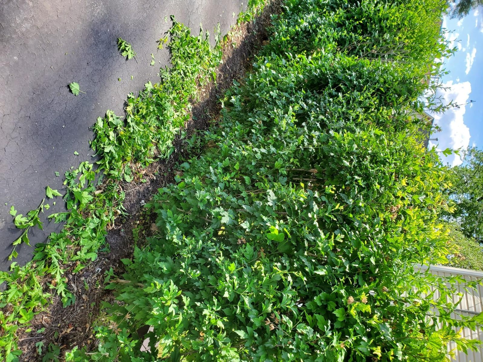 BLACK+DECKER 18-Inch Electric Hedge Trimmer (BEHT200) customer photo 2