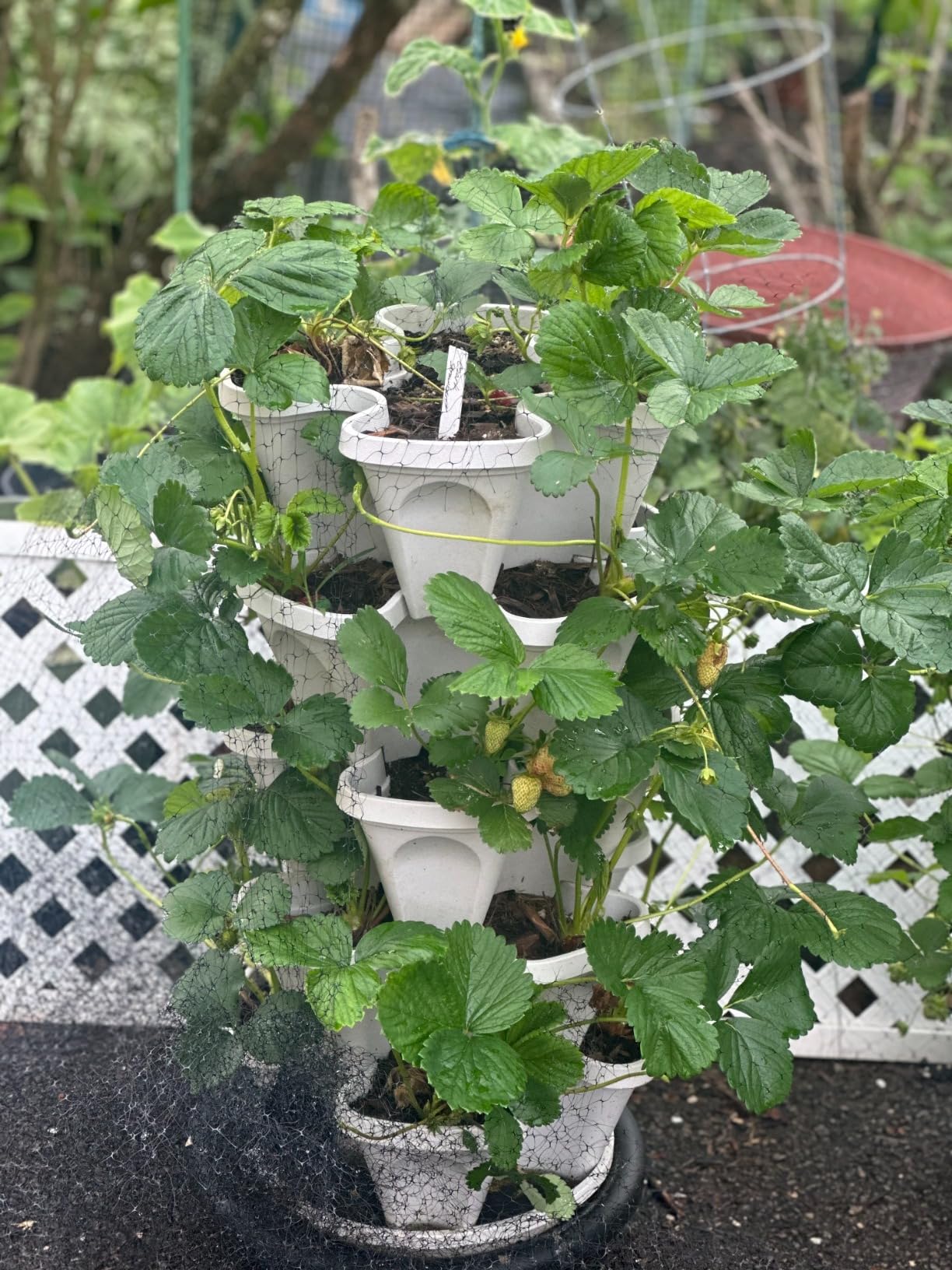 Mr. Stacky© 5-Tier 13 inch Wide - (Stone Color) Strawberry and Herb Garden Planter - Stackable Gardening Pots with 10 Inch Saucer customer photo 2