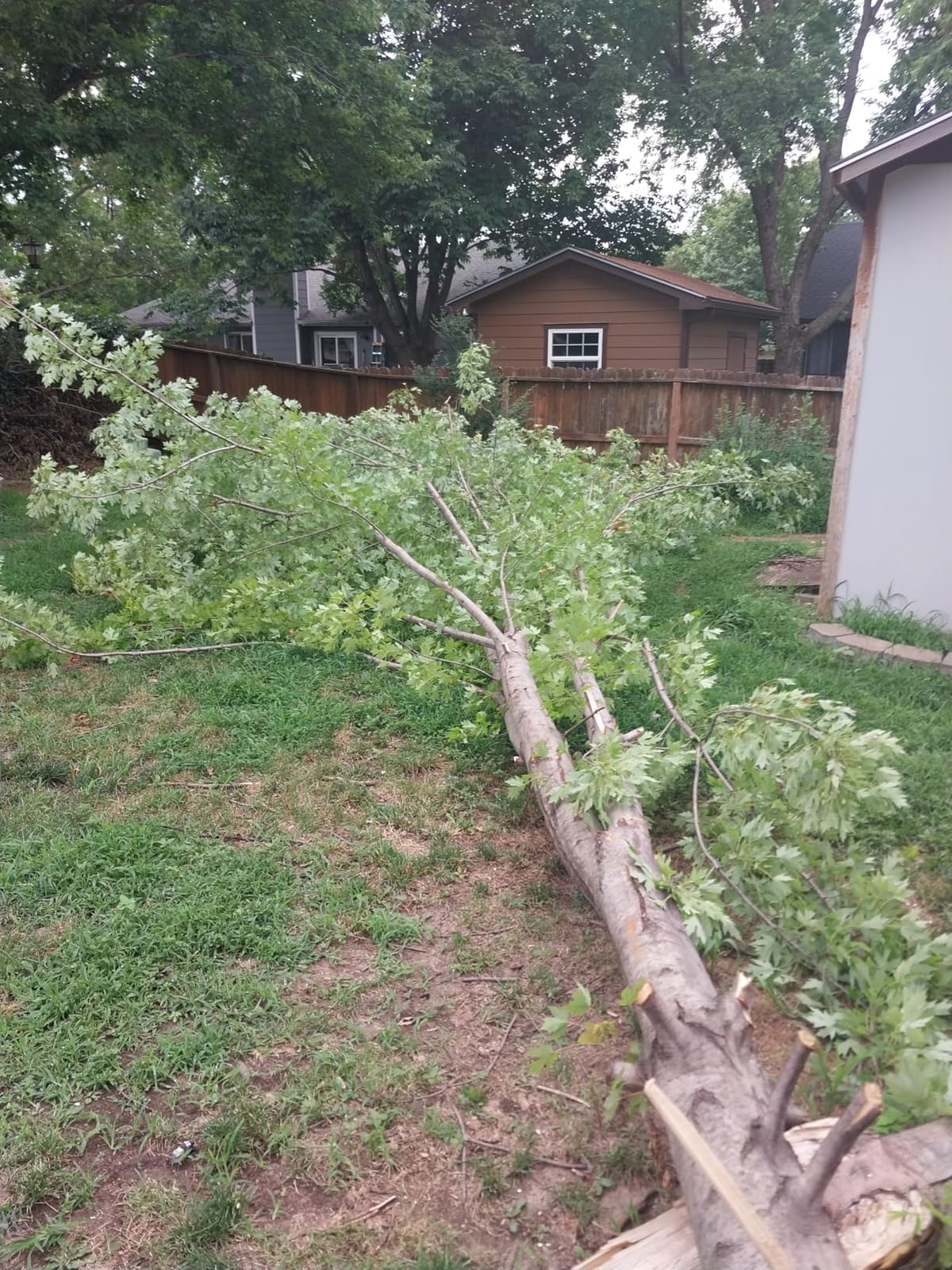 CRAFTSMAN V20 Cordless Chainsaw, 12-Inch Electric Chainsaw, Battery Powered, Battery and Charger Included (CMCCS620M1) customer photo 1
