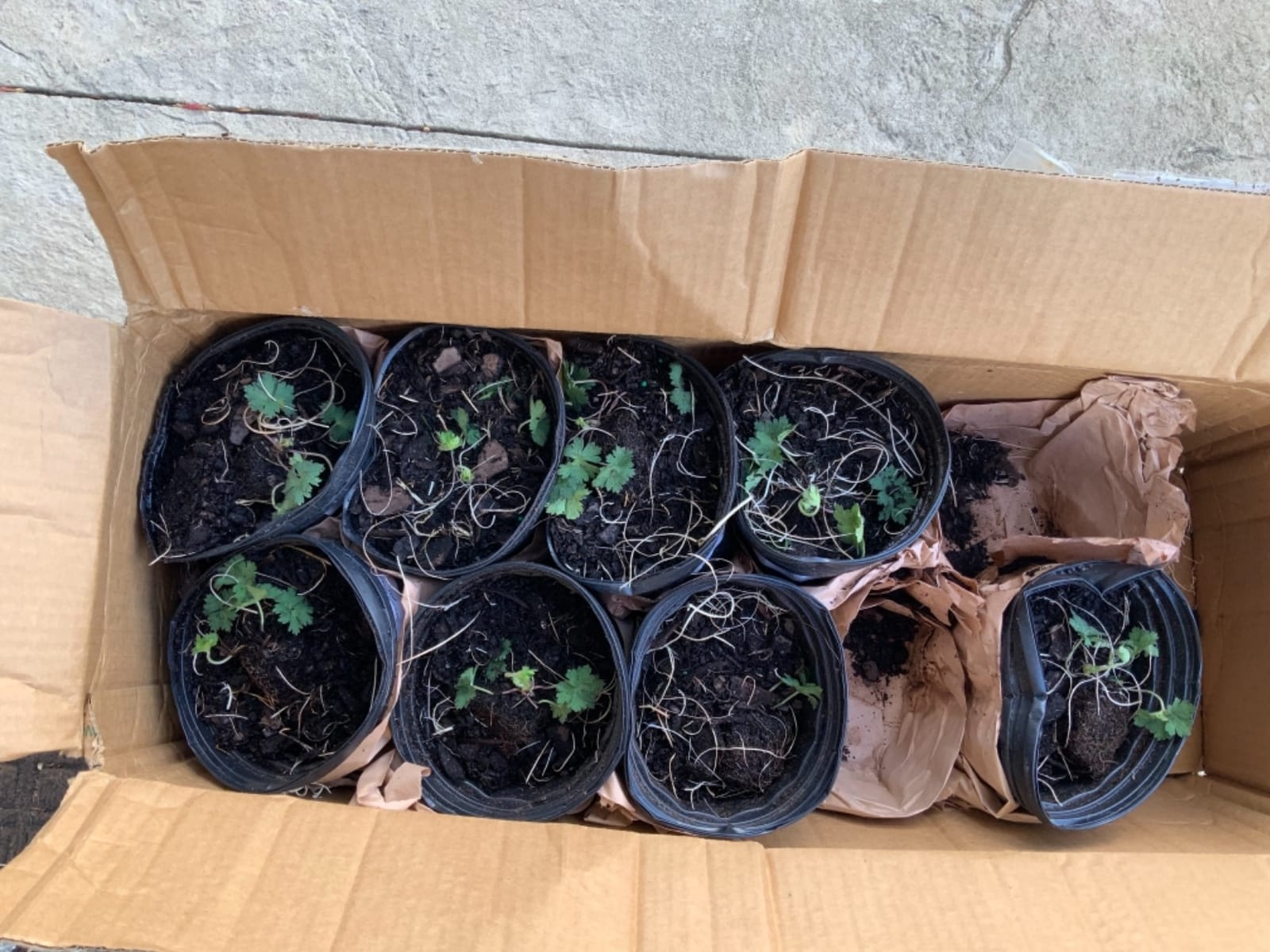 Perennial Farm Marketplace Geranium x 'Rozanne' (Cranes Bill) Groundcover, Size-#1 Container, Violet Blue Flowers, Zones 5-8 customer photo 1