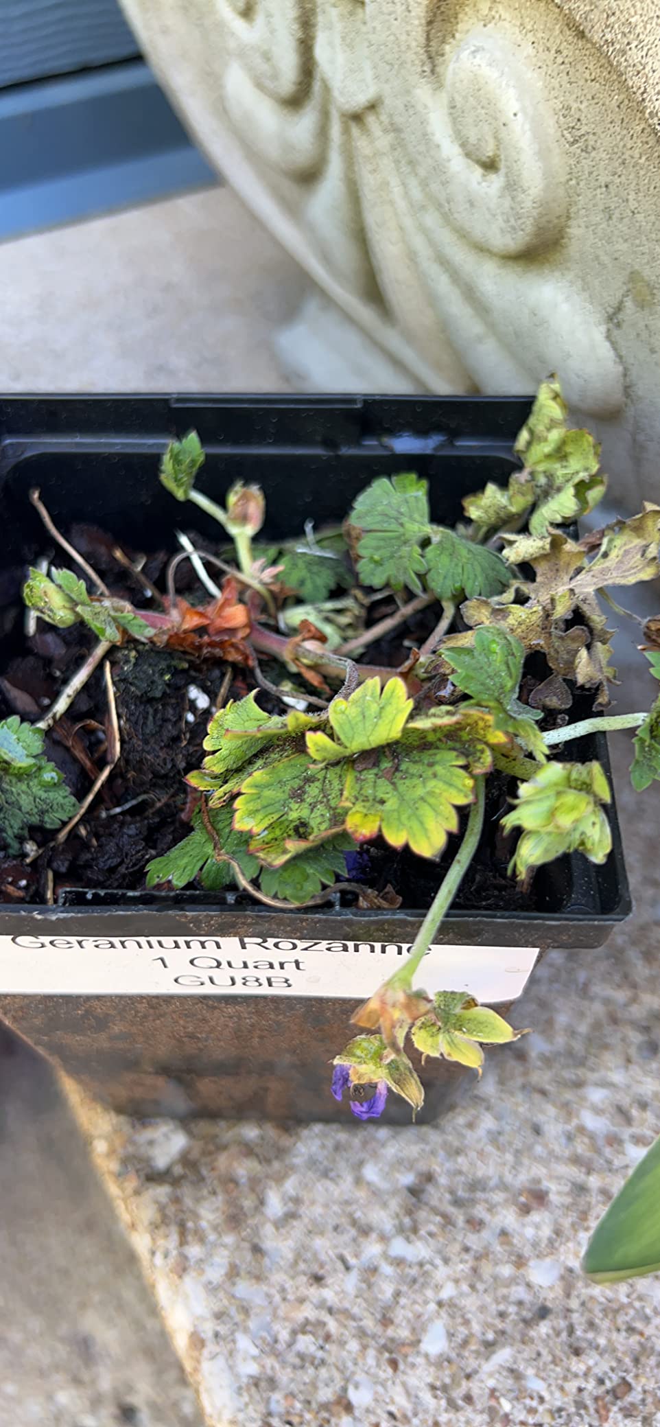 Perennial Farm Marketplace Geranium x 'Rozanne' (Cranes Bill) Groundcover, Size-#1 Container, Violet Blue Flowers, Zones 5-8 customer photo 2