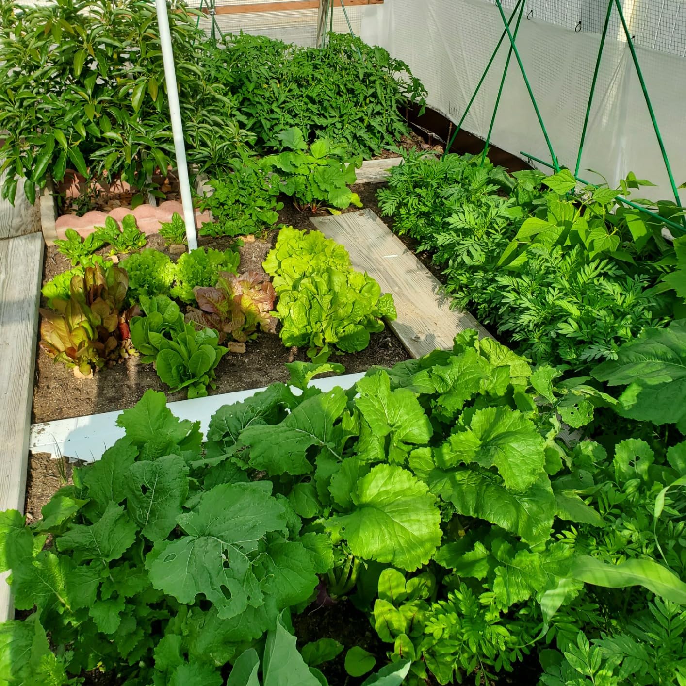 30 Packs of Deluxe Valley Greene Heirloom Vegetable Garden Seeds Non-GMO(Guaranteed 30 Different Varieties as Listed) customer photo 1