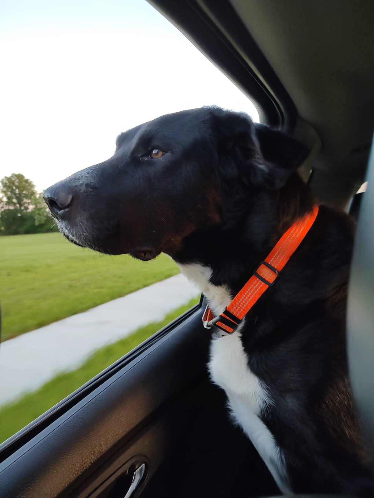 Carhartt Fully Adjustable Nylon Webbing Collars for Dogs, Reflective Stitching for Visibility, Hunter Orange (Nylon Webbing), Medium customer photo 1