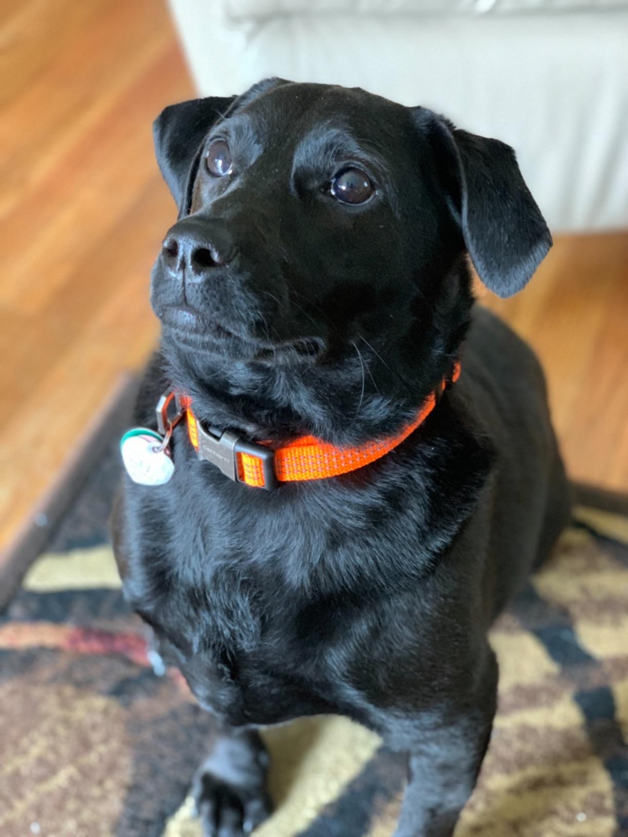 Carhartt Fully Adjustable Nylon Webbing Collars for Dogs, Reflective Stitching for Visibility, Hunter Orange (Nylon Webbing), Medium customer photo 2