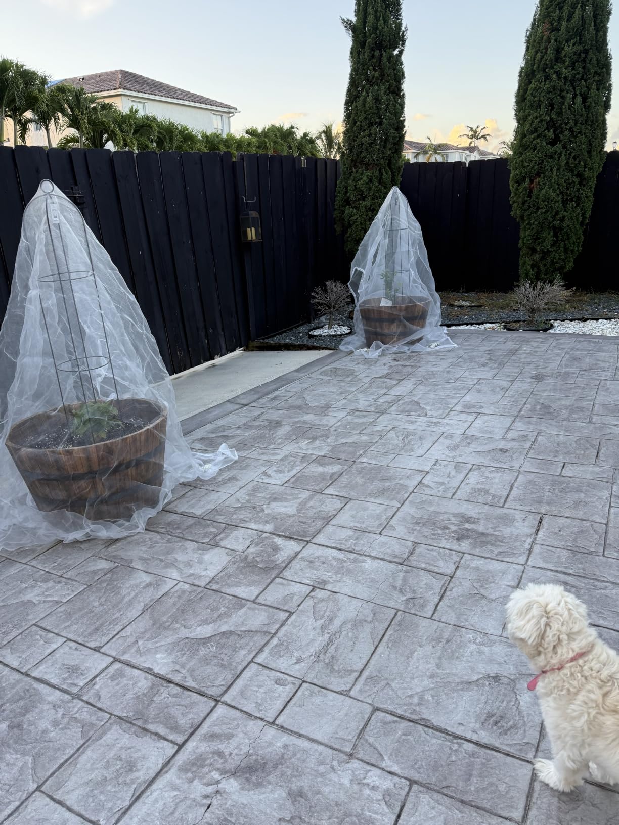 Alphatool 2 Pack 6.5x10ft Garden Netting, Ultra Fine Mesh Plant Covers | Keep Small Animals Pest Out, Bird Barrier Screen for Protecting Vegetables Fruits Flowers Raised Beds, Without Support Pole customer photo 1