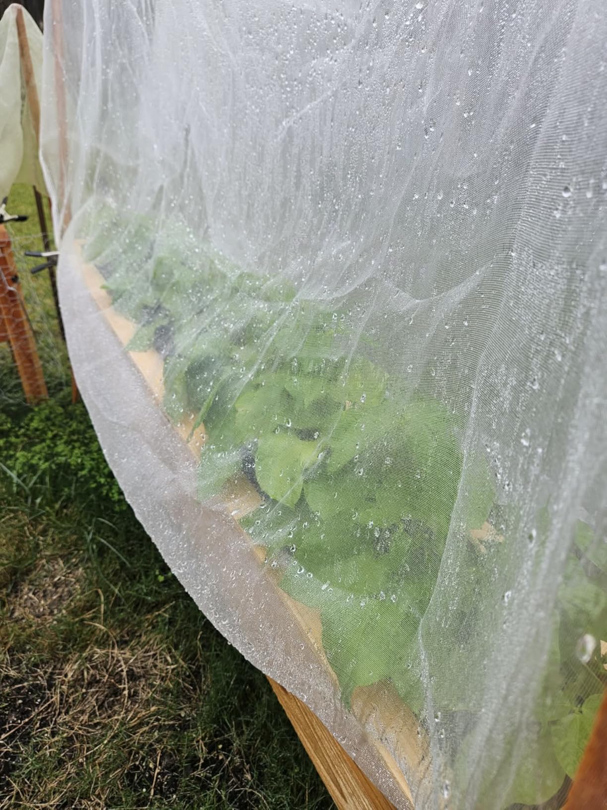 Alphatool 2 Pack 6.5x10ft Garden Netting, Ultra Fine Mesh Plant Covers | Keep Small Animals Pest Out, Bird Barrier Screen for Protecting Vegetables Fruits Flowers Raised Beds, Without Support Pole customer photo 2