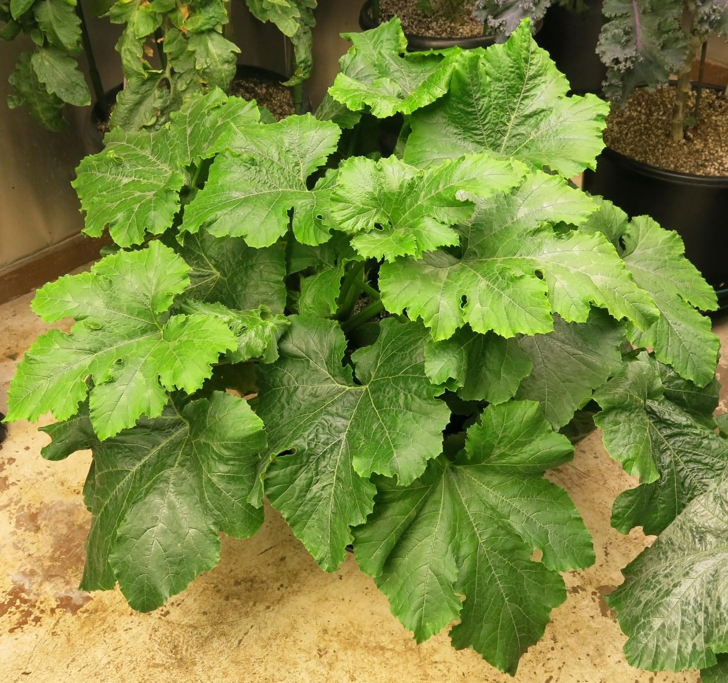 Verdana Coco Coir Potting Soil Brick - 10 lb Compressed Coconut Coir Block, Expands to 72 Quarts / 18 Gallons, Peat Moss Alternative for Seed Starting, Raised Beds, Potting Mix & Houseplants customer photo 2