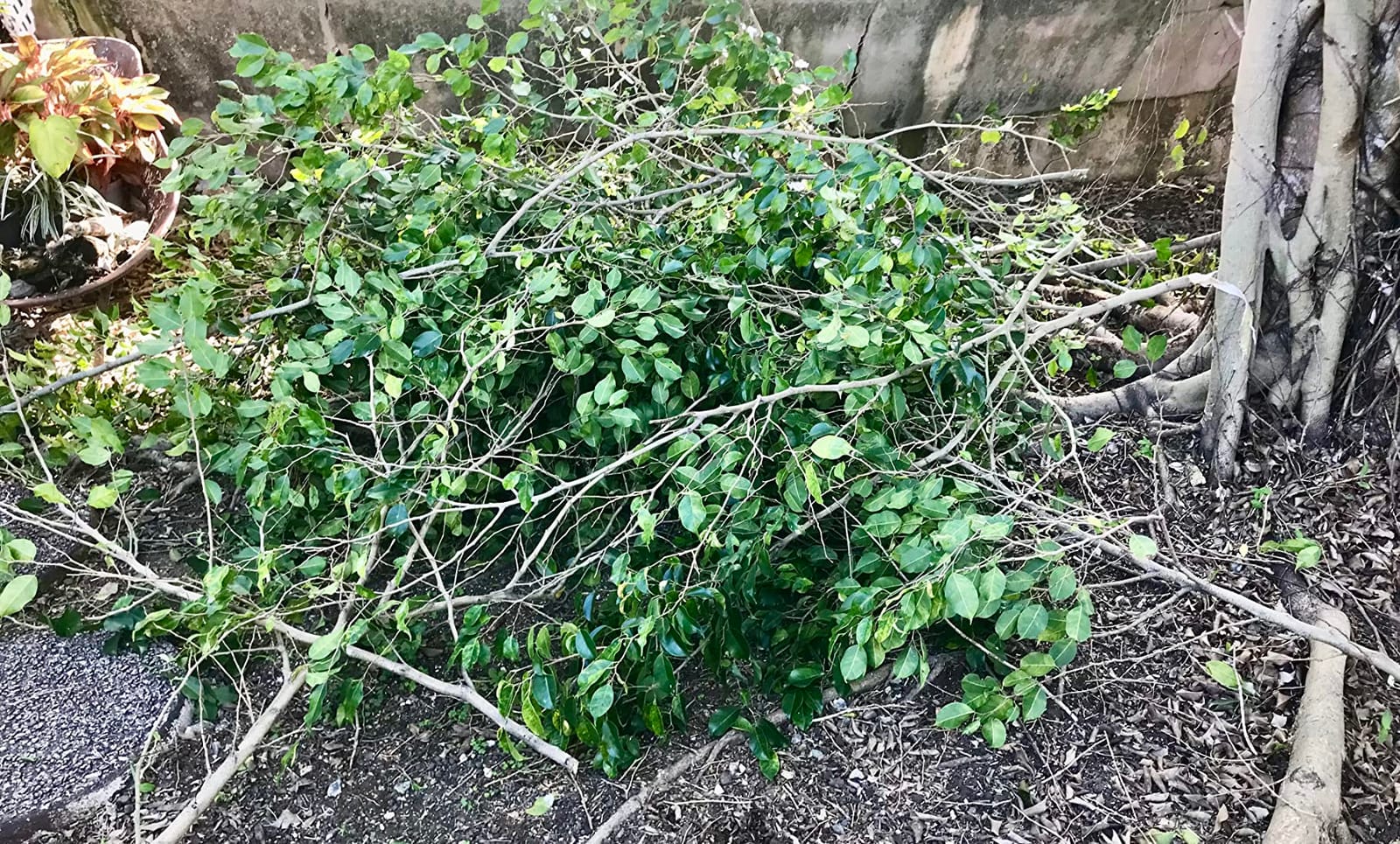 EZ Kut Professional Pole Saw 20' Extendable - Manual Pole Saw for Tree Trimming. Branch Cutter with Double Hook for Branch Removal - Best Tree Pruner. Tree trimmer pole saw. Since 1988 customer photo 2