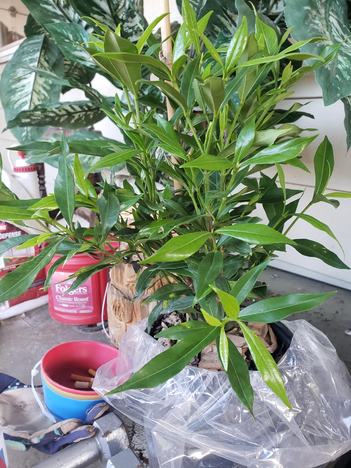 Perfect Plants Frostproof Gardenia Live Plant, 1 Gallon Pot customer photo 1