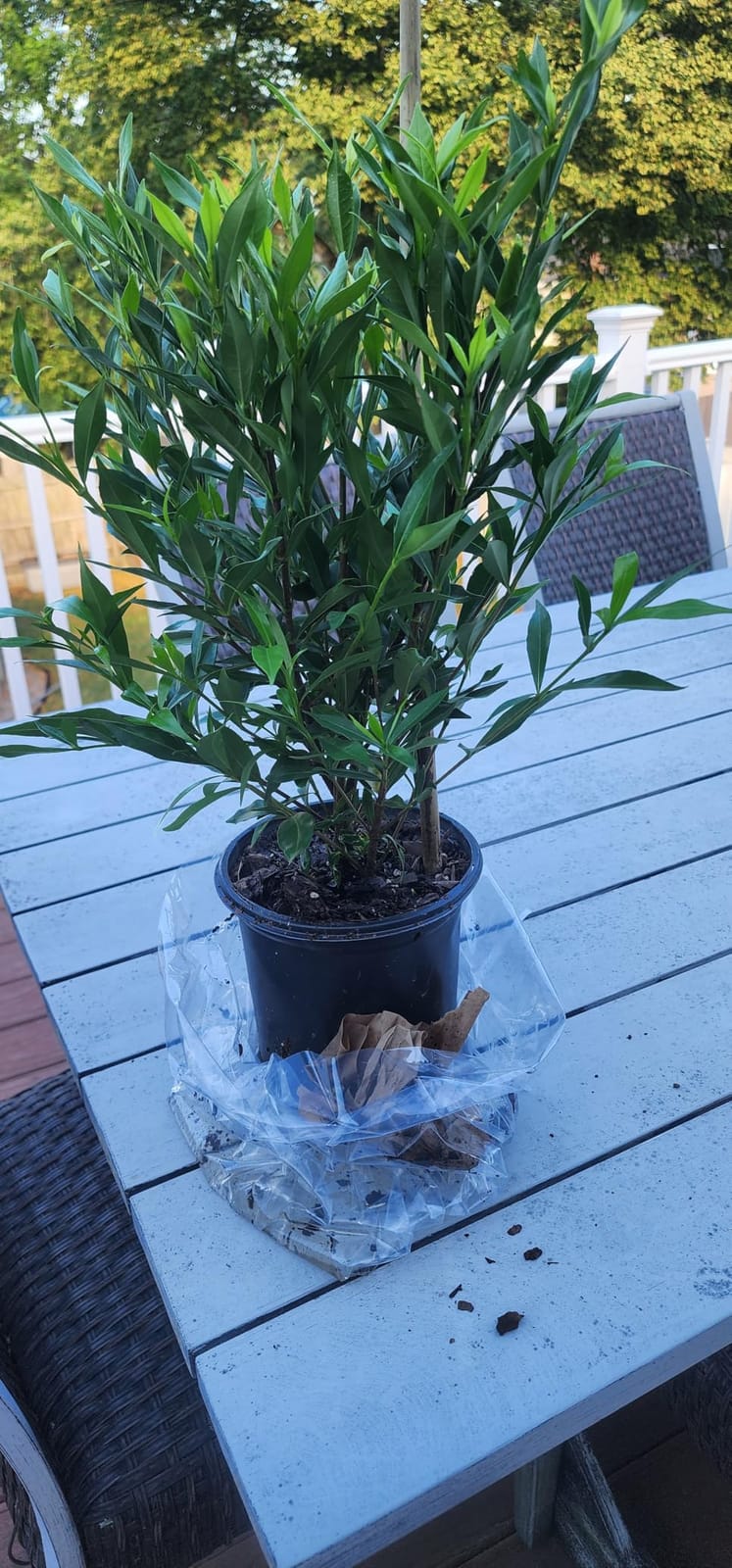 Perfect Plants Frostproof Gardenia Live Plant, 1 Gallon Pot customer photo 2