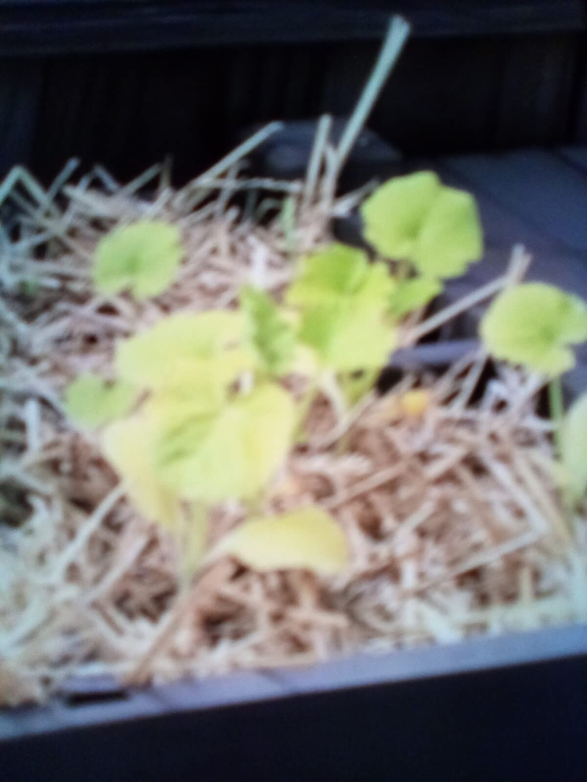 Coast of Maine Organic & Natural Castine Blend Soil - Nutrient-Rich Garden Soil w/Mycorrhizae, Biochar - Enhanced Drainage & Aeration - for Raised Bed Gardening & Container Gardening (2 cu ft) customer photo 1