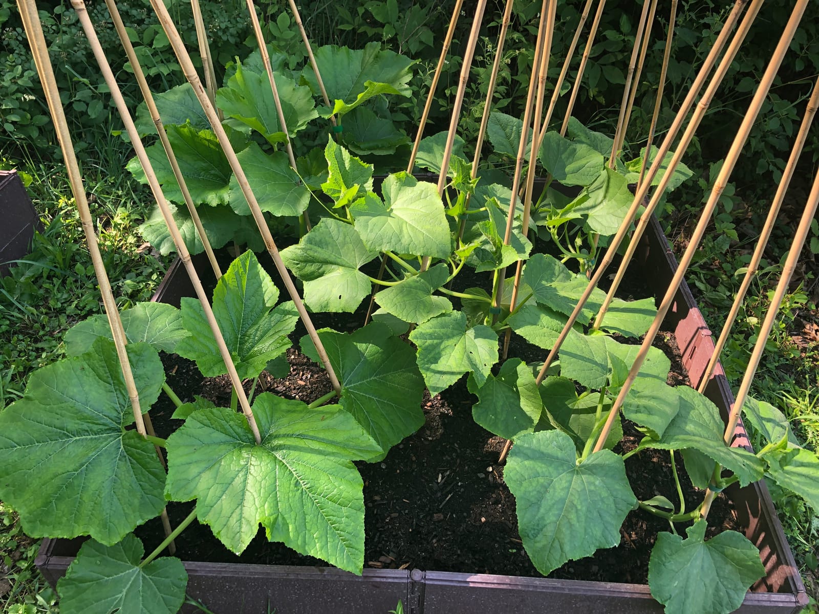 Coast of Maine Organic & Natural Castine Blend Soil - Nutrient-Rich Garden Soil w/Mycorrhizae, Biochar - Enhanced Drainage & Aeration - for Raised Bed Gardening & Container Gardening (2 cu ft) customer photo 2