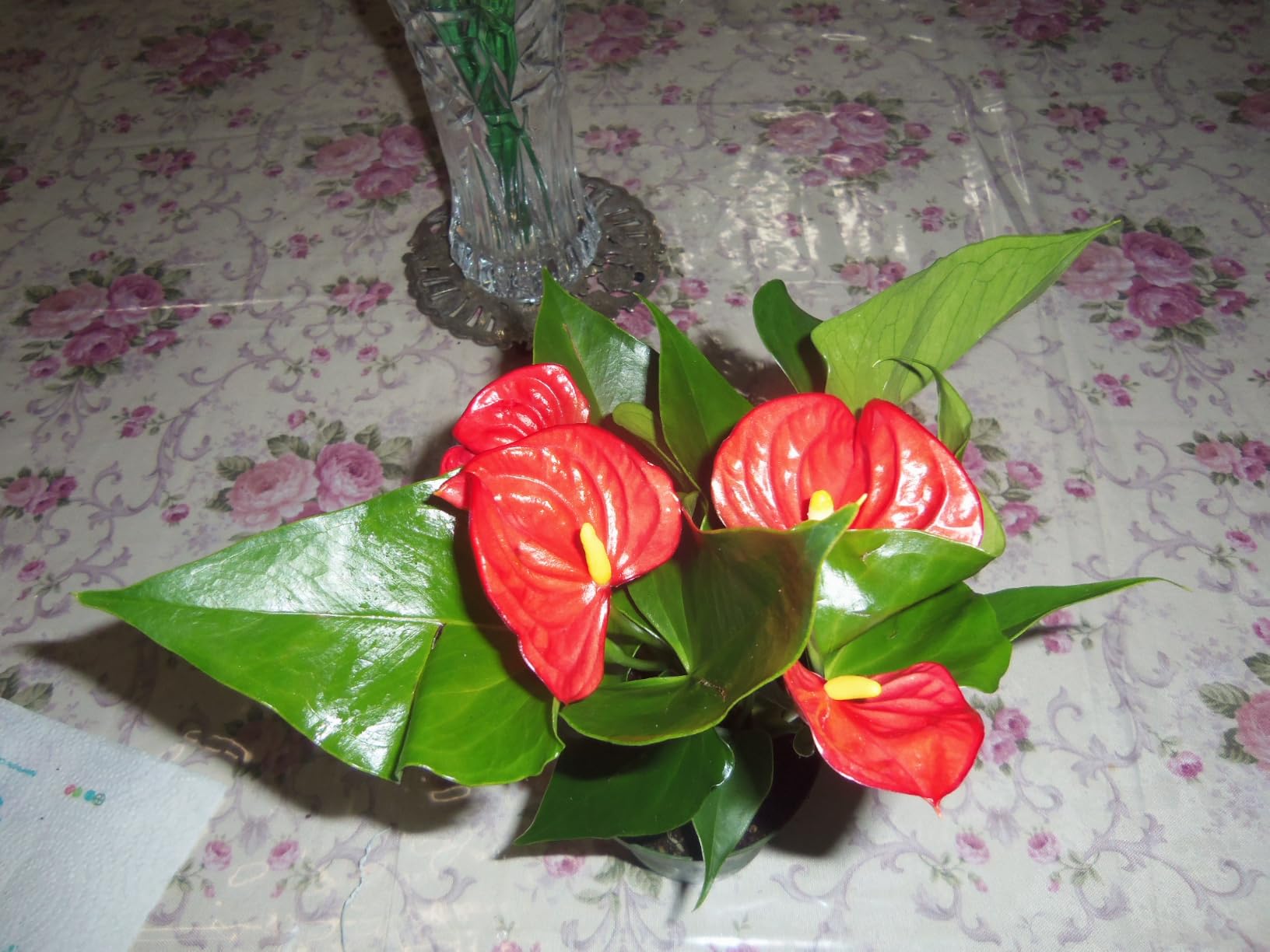 California Tropicals Anthurium Red - Live House Plants Indoor, 4 Inch Pot for Easy Care, Perfect for Office, Home & Flamingo Decor, Real Plant, Plant Gift, Flowering Plants, Sympathy Flowers customer photo 1