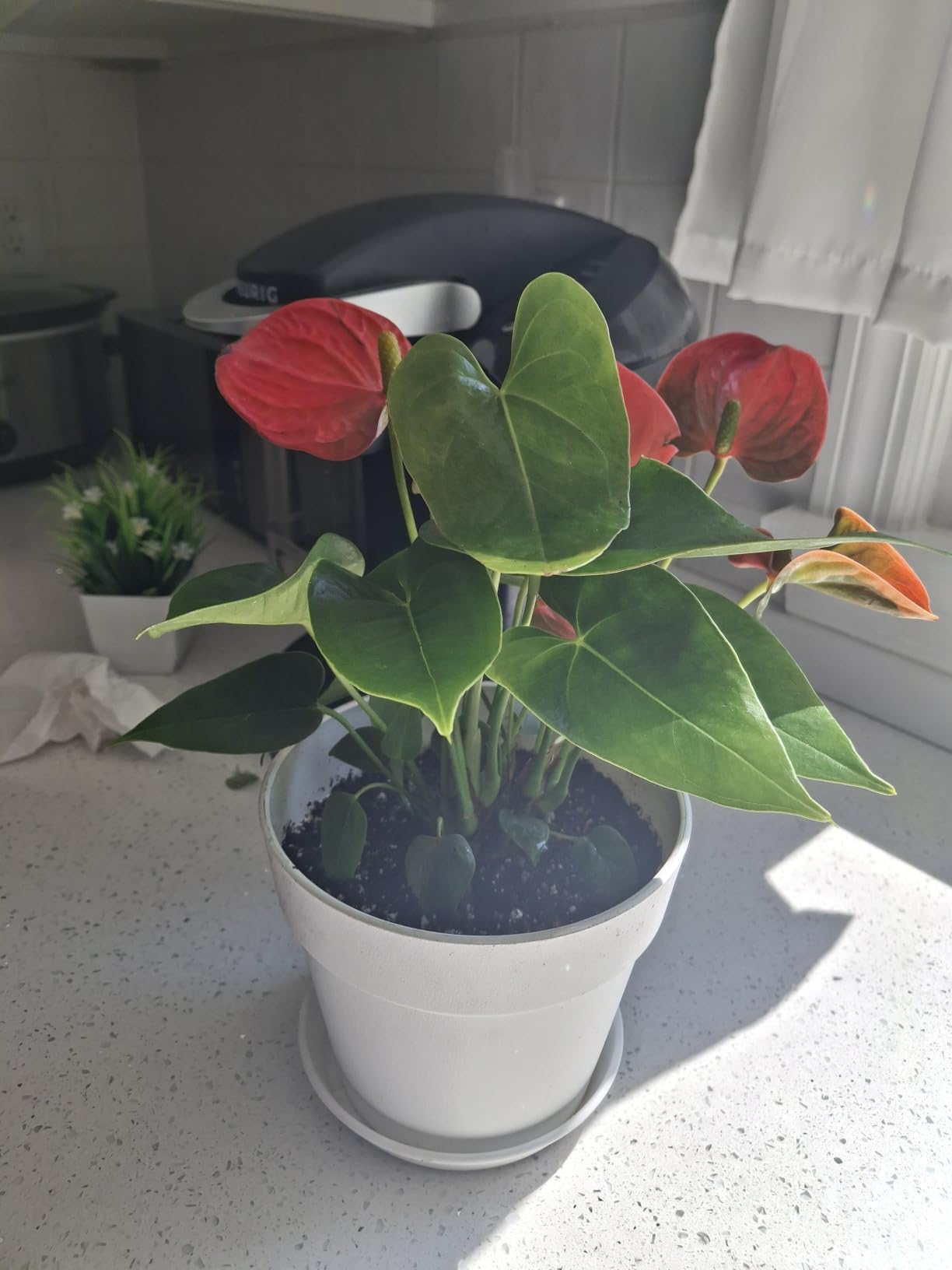 California Tropicals Anthurium Red - Live House Plants Indoor, 4 Inch Pot for Easy Care, Perfect for Office, Home & Flamingo Decor, Real Plant, Plant Gift, Flowering Plants, Sympathy Flowers customer photo 2