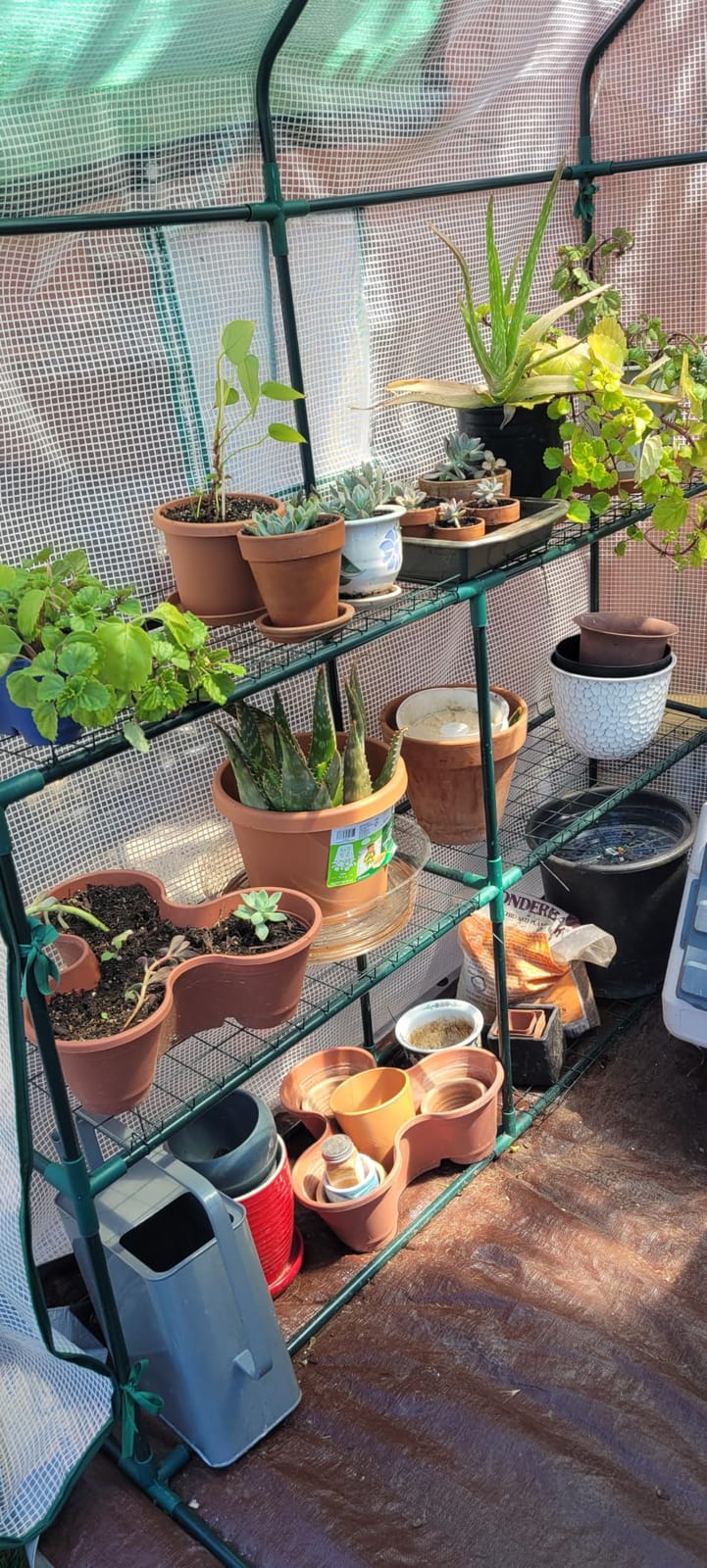 Portable Walk-in Greenhouse for Outdoors, 56x30x76 Plant House with Shelves customer photo 2
