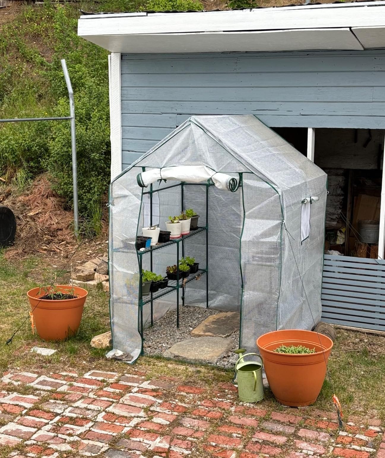 56x30x76 Mini Walk-in Greenhouse, Portable Plant House with 3-Tier Shelves | PE Cover, Roll-Up Door, Steel Frame, Stakes and Ropes for Seedlings, Flowers and Seasonal Plant Protection customer photo 1