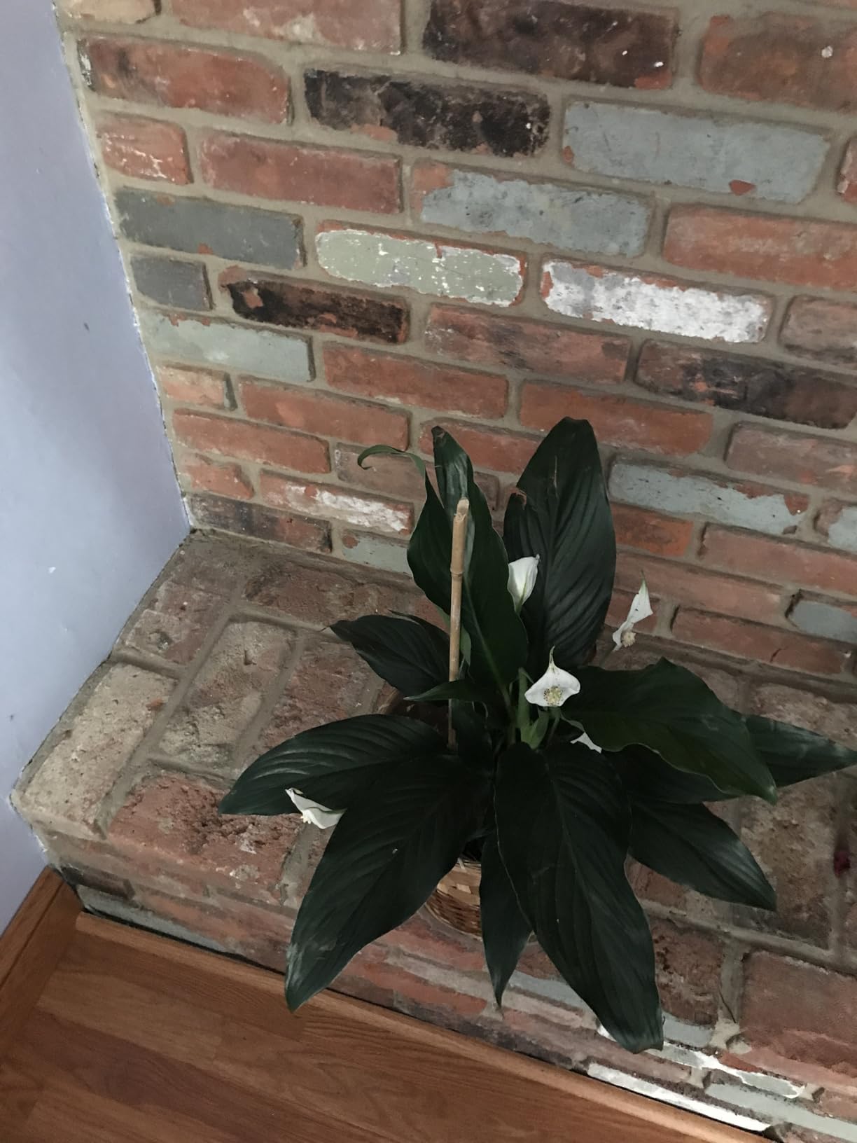 Costa Farms Peace Lily, Live Indoor Plant, Air Purifying, Flowers, 6-in Pot customer photo 2