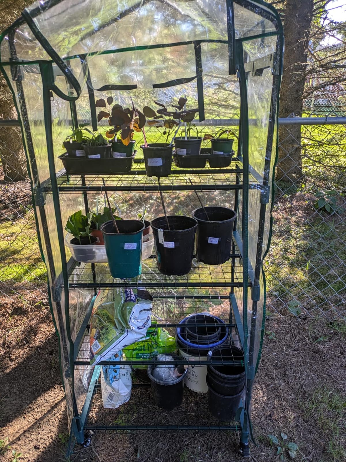 Greenhouse - Walk in Greenhouse with 8 Sturdy Shelves and PVC Cover for Indoor or Outdoor Use - 56 x 56 x 76-Inch Green House by Pure Garden customer photo 2