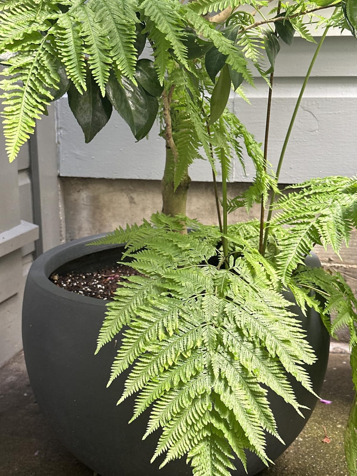 Kante Large Round Bowl Charcoal Concrete Planter 20