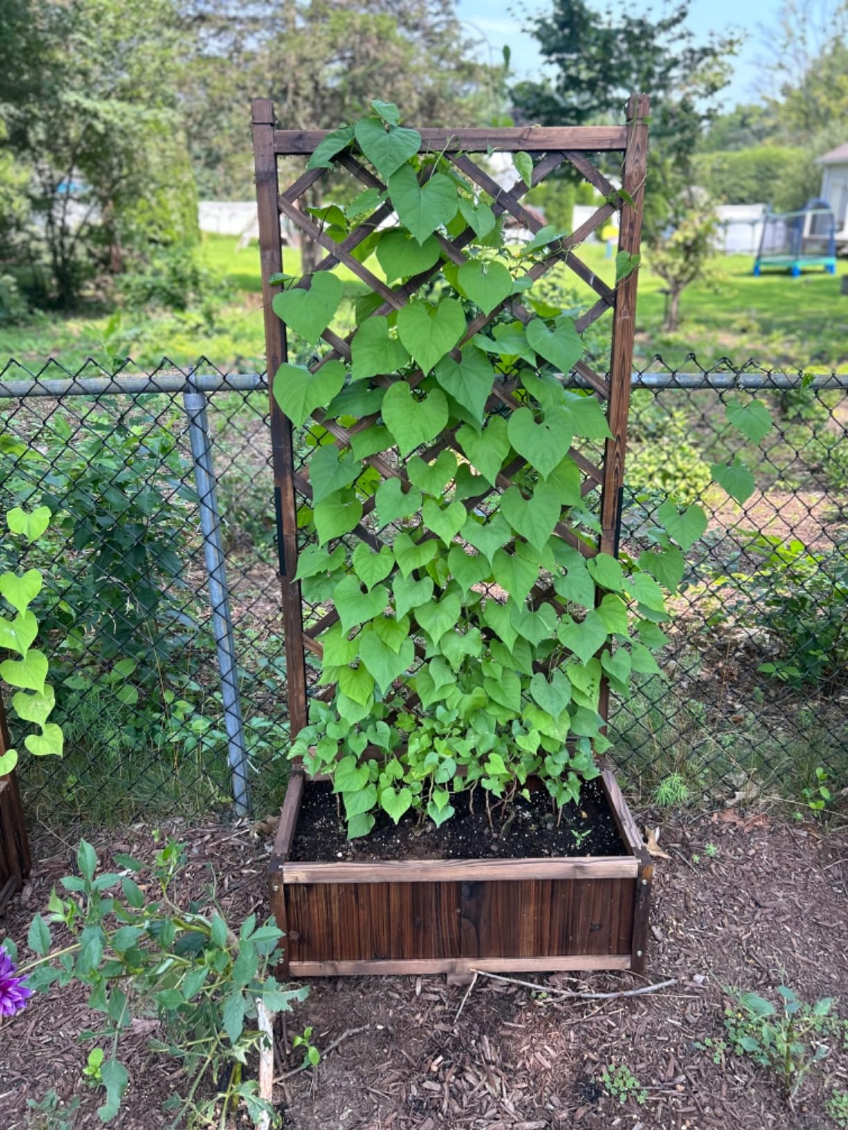 Anraja Raised Garden Bed with Trellis Wooden Flower Standing Planter Box Outdoor Wood Lattice Panels Privacy Screen for Climbing Plant Planting Patio Tomato Vegetable Herb Balcony Porch 67