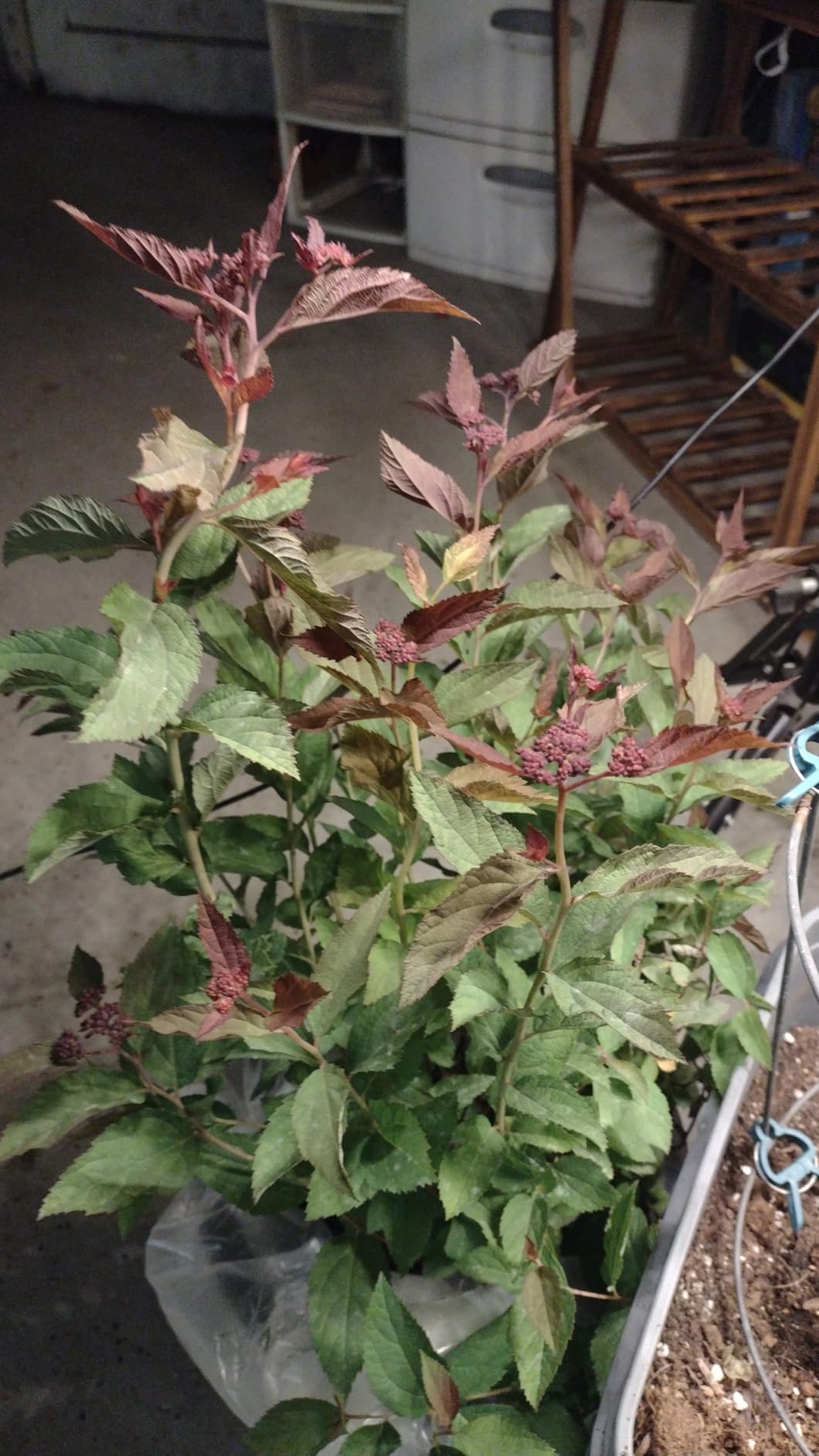 Proven Winners 2 Gal. Double Play Doozie Spirea Shrub customer photo 1