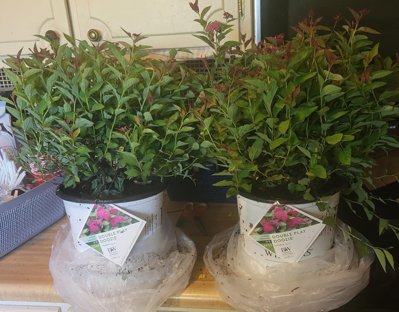 Proven Winners 2 Gal. Double Play Doozie Spirea Shrub customer photo 2