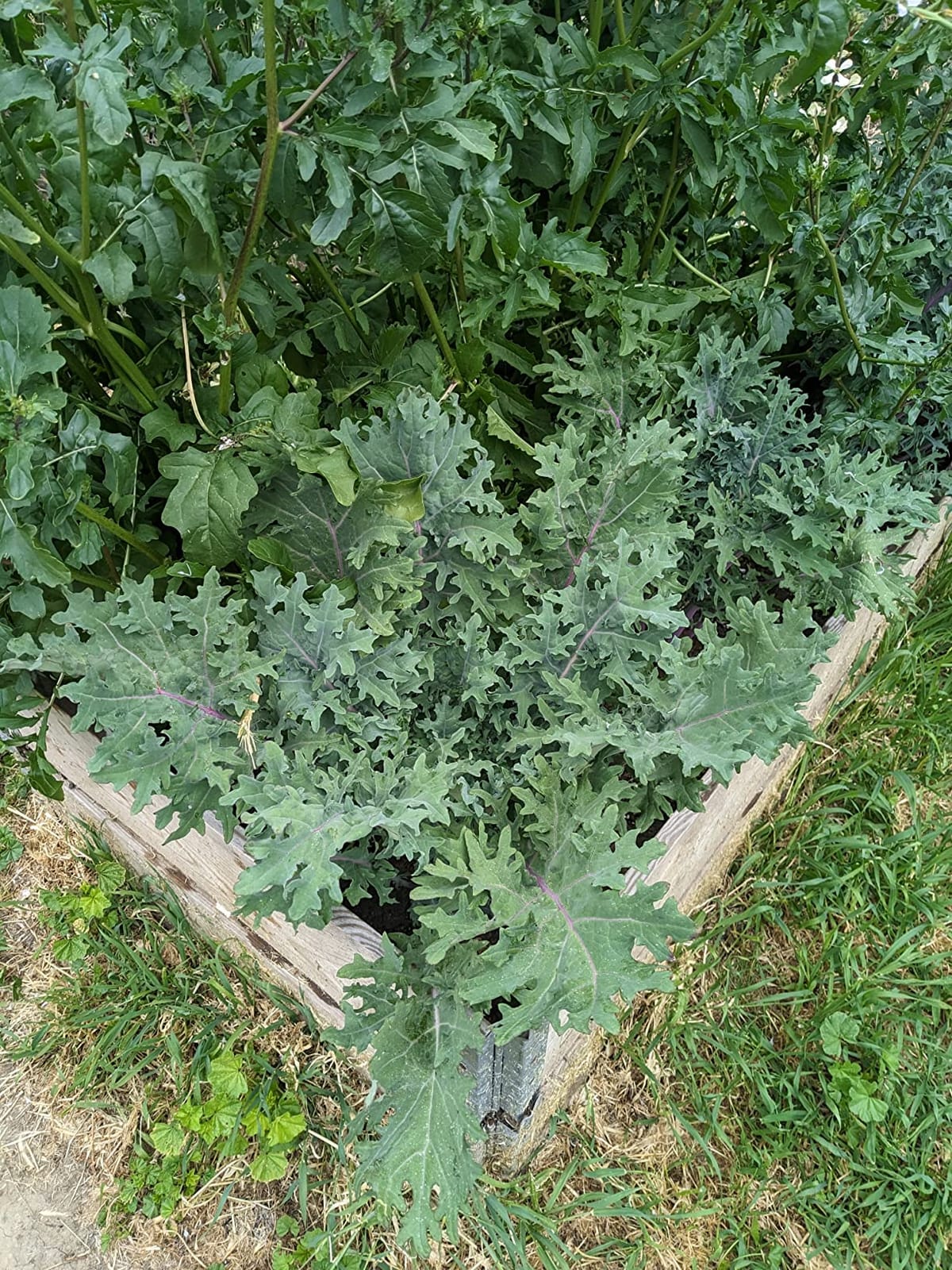 Premium Winter Vegetable Seeds for Planting Organic Non-GMO Heirloom Seeds 12 Varieties: Radish, Pea, Broccoli, Beet, Carrot, Cauliflower, Green Bean, Kale, Arugula, Cabbage, Asparagus, Brussel Sprout customer photo 2