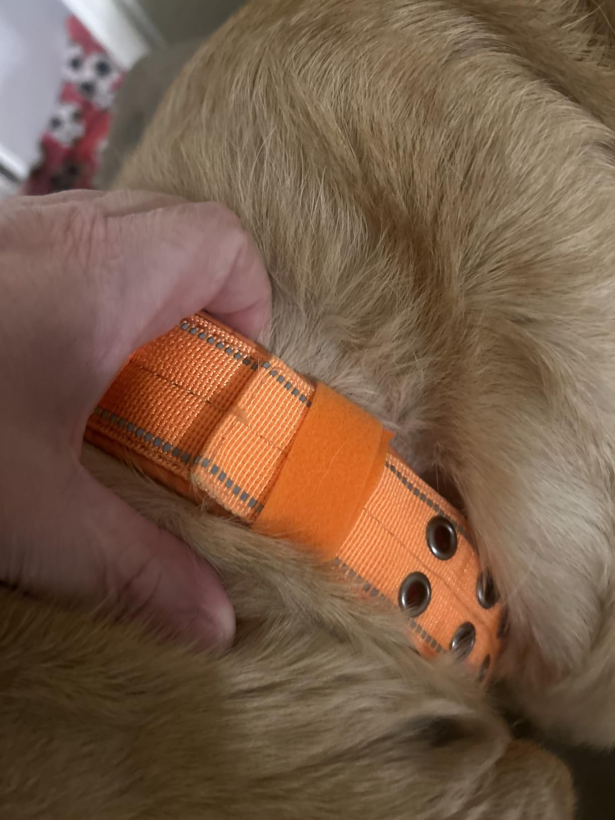 ADITYNA Heavy Duty Dog Collar for Large Dogs with Traffic Handle | Tactical dog collar for walking, training, and daily use - wide, reflective, soft neoprene padding for safety and comfort. customer photo 2