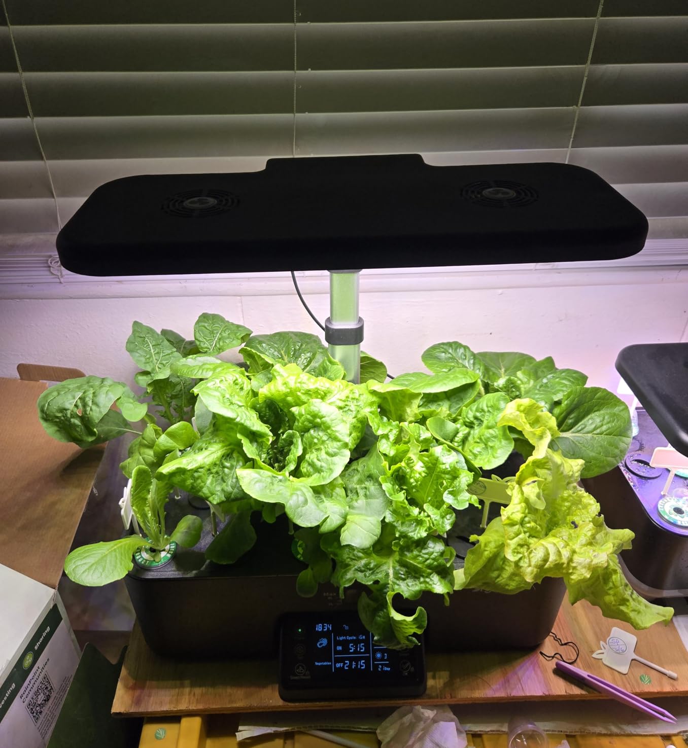 Gardeners Basics Lettuce and Greens Heirloom Vegetable Seed Non-GMO Seeds for Planting Indoors and Outdoor - Lettuce Buttercrunch, Romaine, Arugula, Kale and Spinach, Pack of 5 customer photo 2