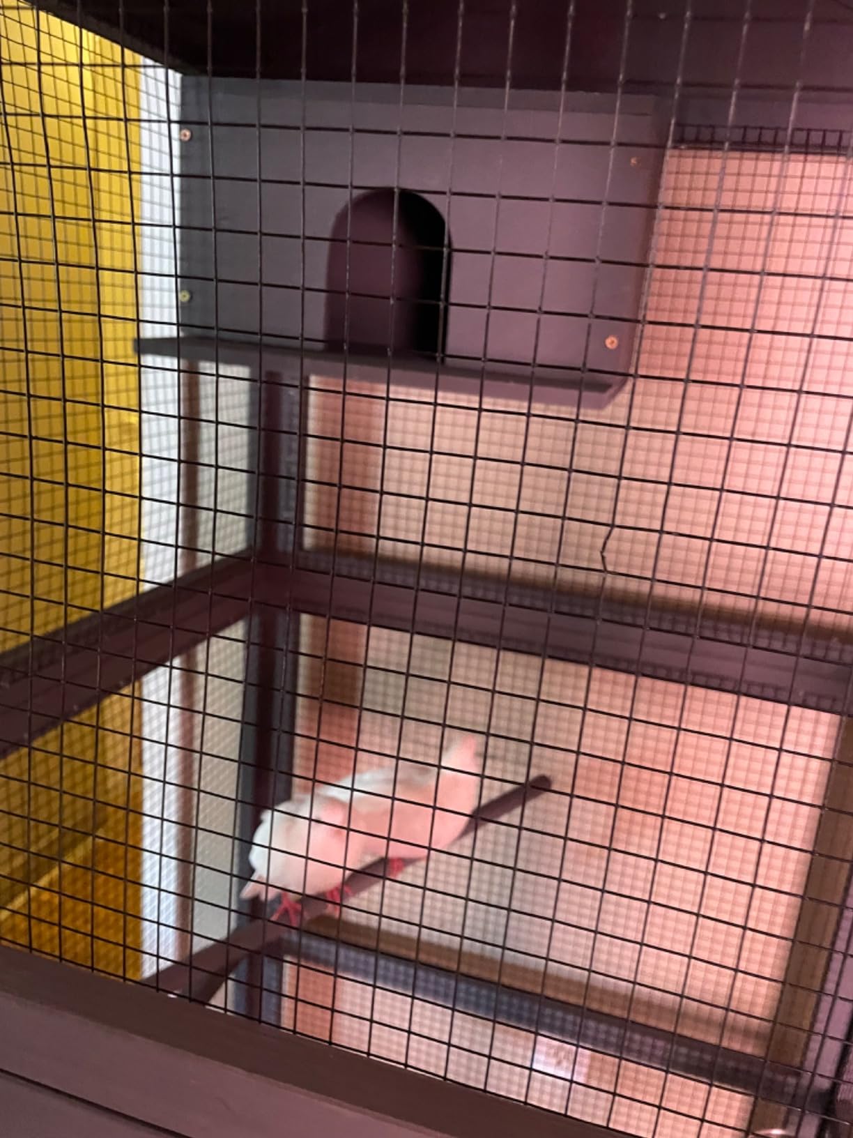 Aivituvin Outdoor Bird Cage Large Wooden Bird Aviary with Perch for Parakeet,Macaw and Any Small Birds,Wire Netting Above the Tray,Prevent Escape customer photo 2