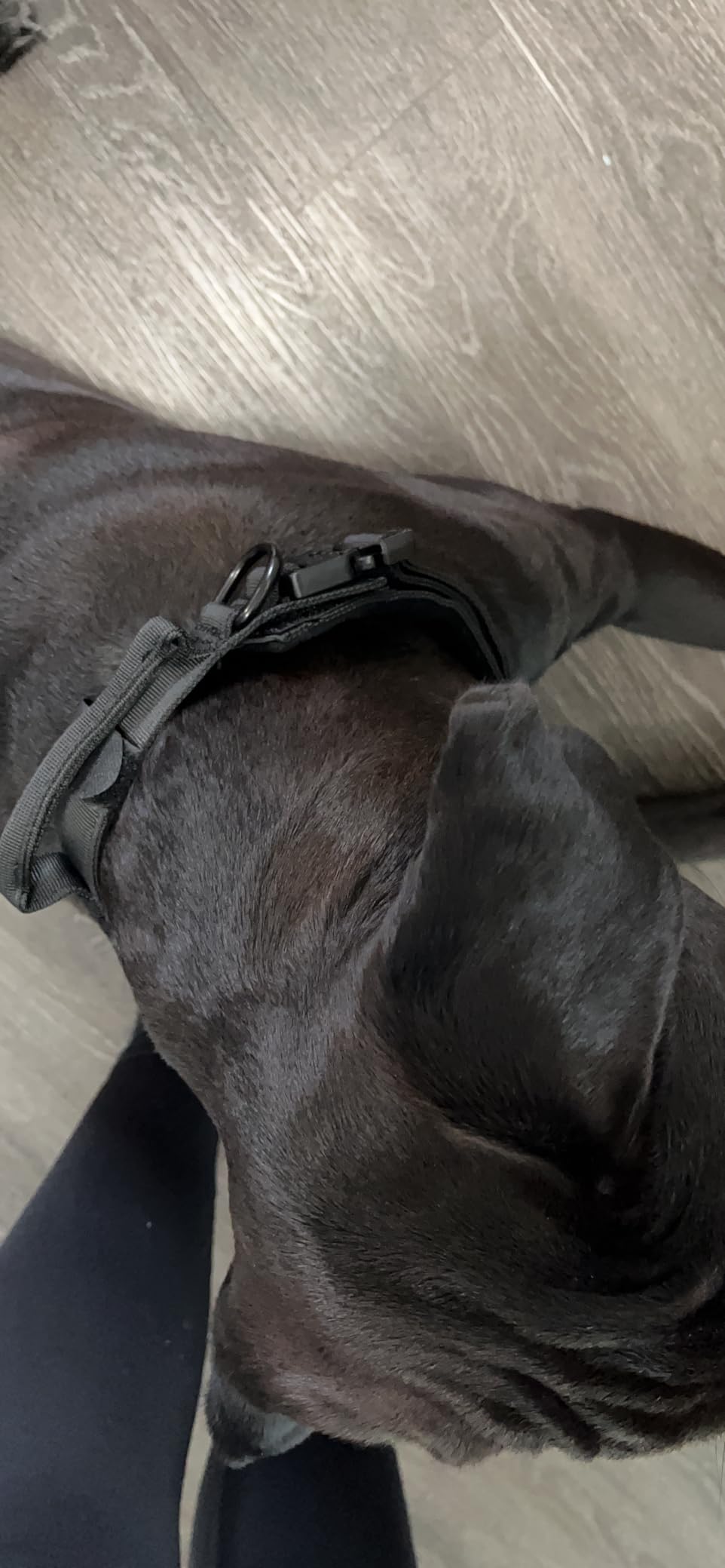 Tactical Dog Collar Adjustable Military Nylon Dog Collar with Control Handle and Heavy Duty Metal Buckle for Medium and Large Dogs (Brown,L) customer photo 1
