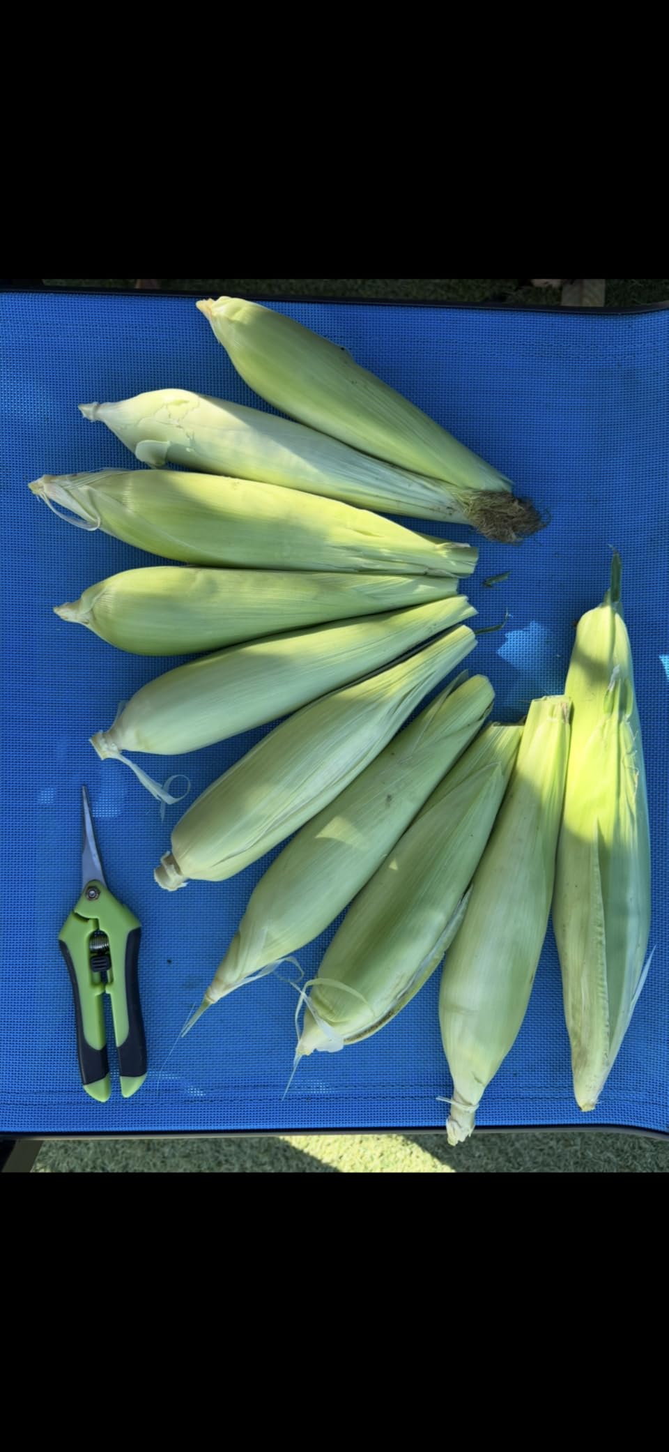 Sweet Corn Seeds for Planting - Survival Garden Seeds (1 Pack) | Heirloom Golden Bantam Variety - Open-Pollinated Non-GMO customer photo 1