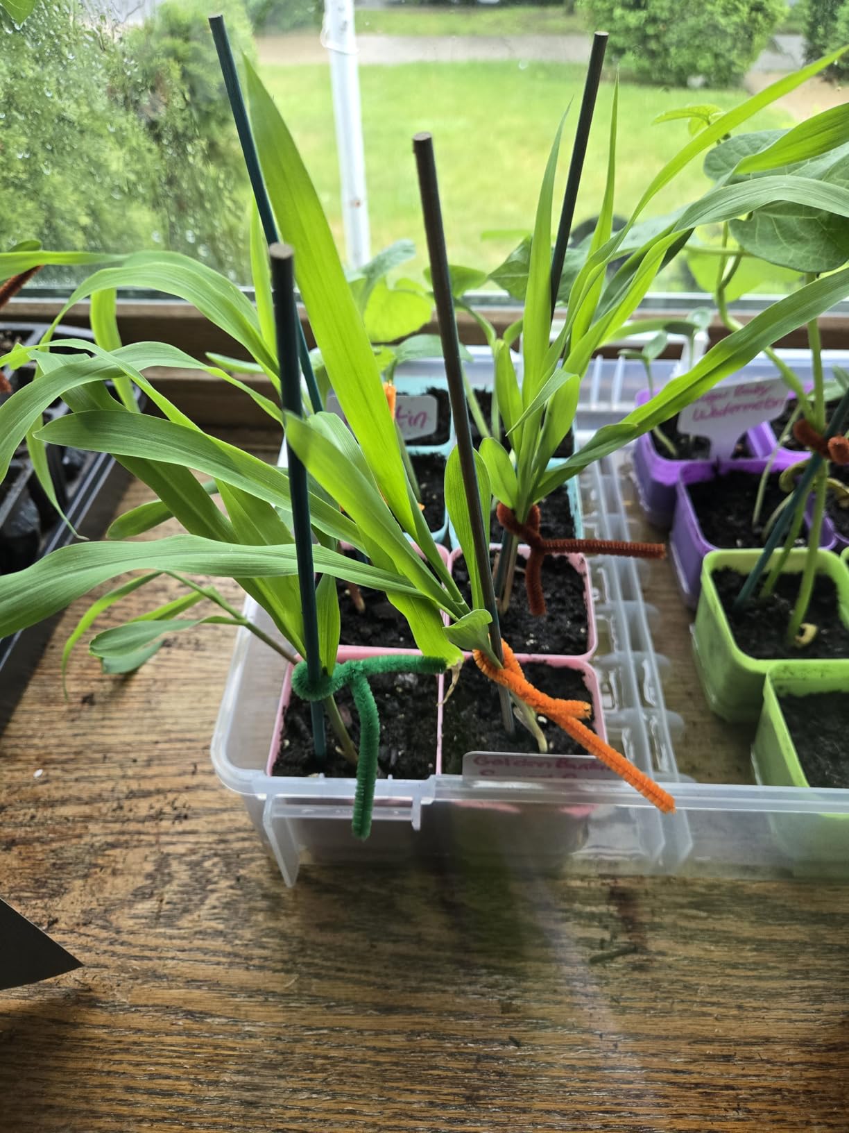 Sweet Corn Seeds for Planting - Survival Garden Seeds (1 Pack) | Heirloom Golden Bantam Variety - Open-Pollinated Non-GMO customer photo 2