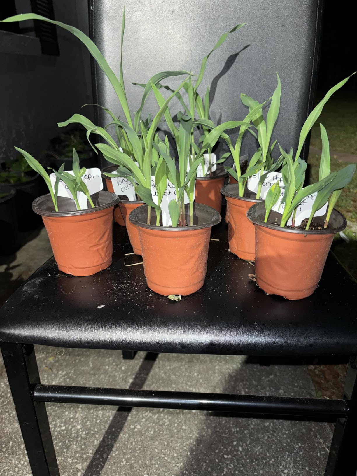Sow Right Seeds - Rare Corn Seed Collection for Planting Vegetable Garden | Includes Strawberry Popcorn, Blue Hopi, Hickory King White corns customer photo 1