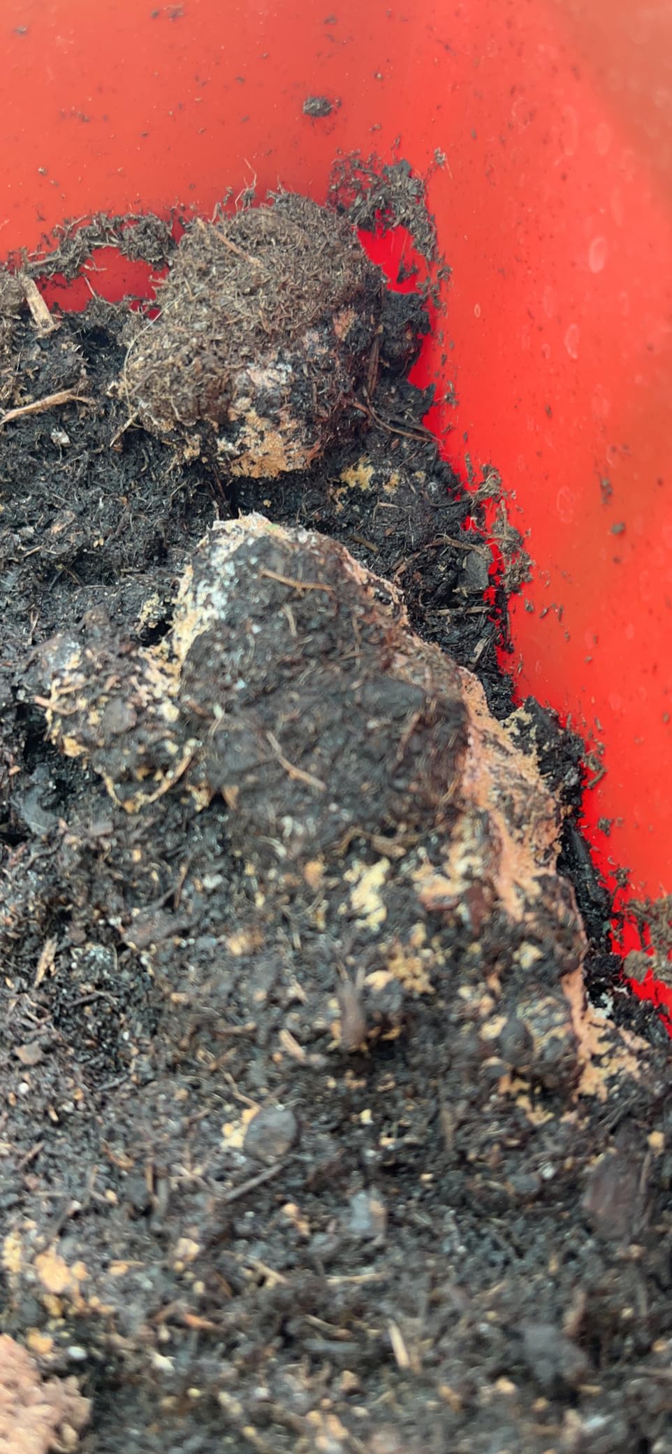Coast of Maine Organic & Natural Planting Soil for Vegetables & Tomatoes - Premium Planting Soil w/Composted Manure, Sphagnum Peat Moss for Multi Use Ground & Containers - Enhanced Drainage (20 Qt) customer photo 1