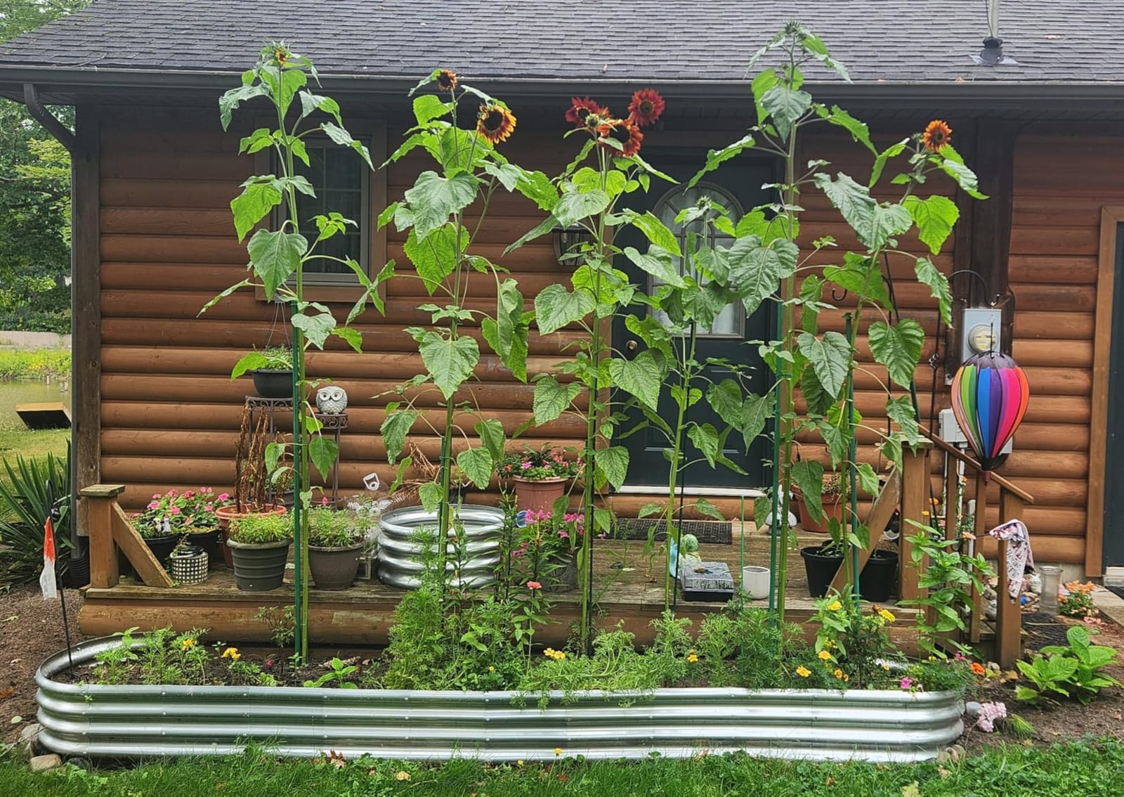 Land Guard 2Pcs Galvanized Steel Raised Garden Bed,8 x 4 x 1 ft Large Metal Raised Planter Beds, Aluminum Raised Garden Bed for Vegetables, 8 x 4 x 1ft(2pcs) customer photo 1