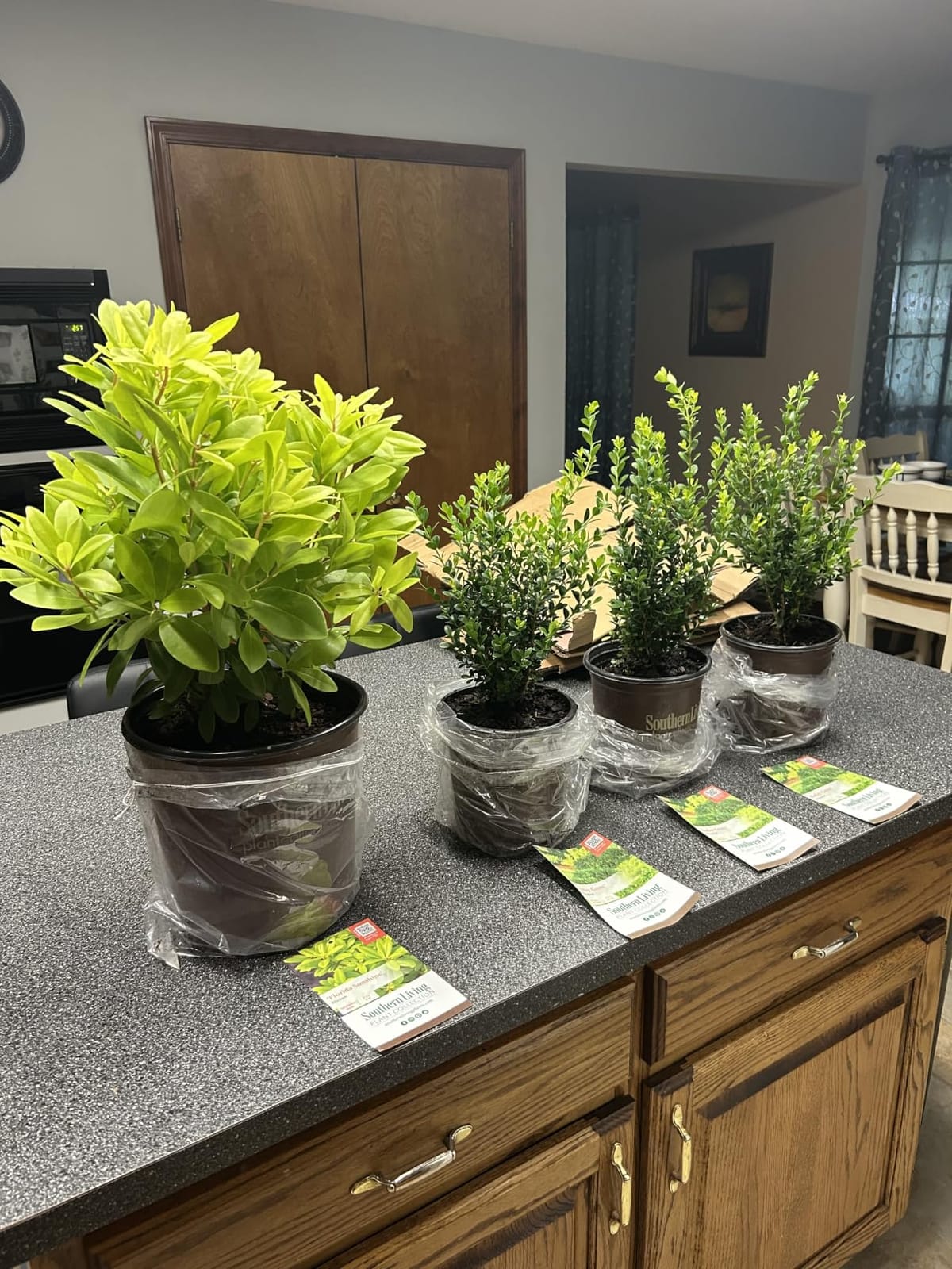 Baby Gem Boxwood (2.5 Quart) Low-Maintenance Evergreen Shrub - Full Sun to Part Shade Live Outdoor Plant customer photo 1