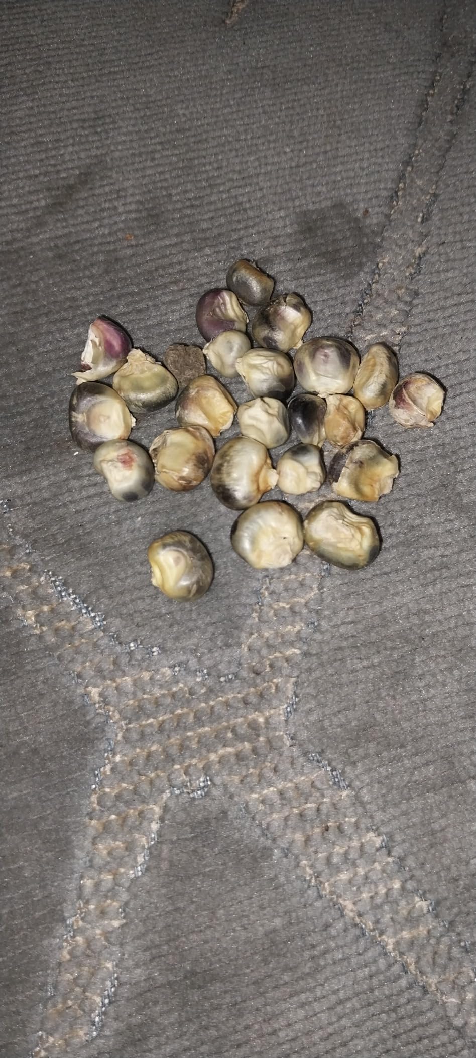 Sow Right Seeds - Blue Hopi Corn Seed for Planting Outdoors Vegetables | Plant unique non-GMO heirloom variety in outdoor home vegetable garden customer photo 1