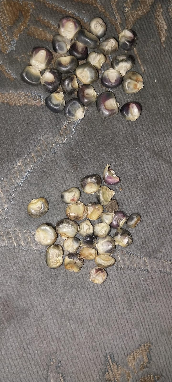 Sow Right Seeds - Blue Hopi Corn Seed for Planting Outdoors Vegetables | Plant unique non-GMO heirloom variety in outdoor home vegetable garden customer photo 2