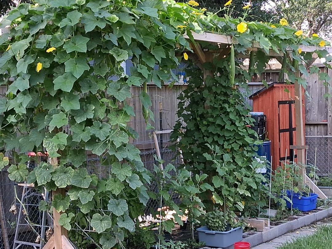 HOME GROWN 12 Fall Vegetable Varieties 9600+ Seeds Cool Season Mix customer photo 1