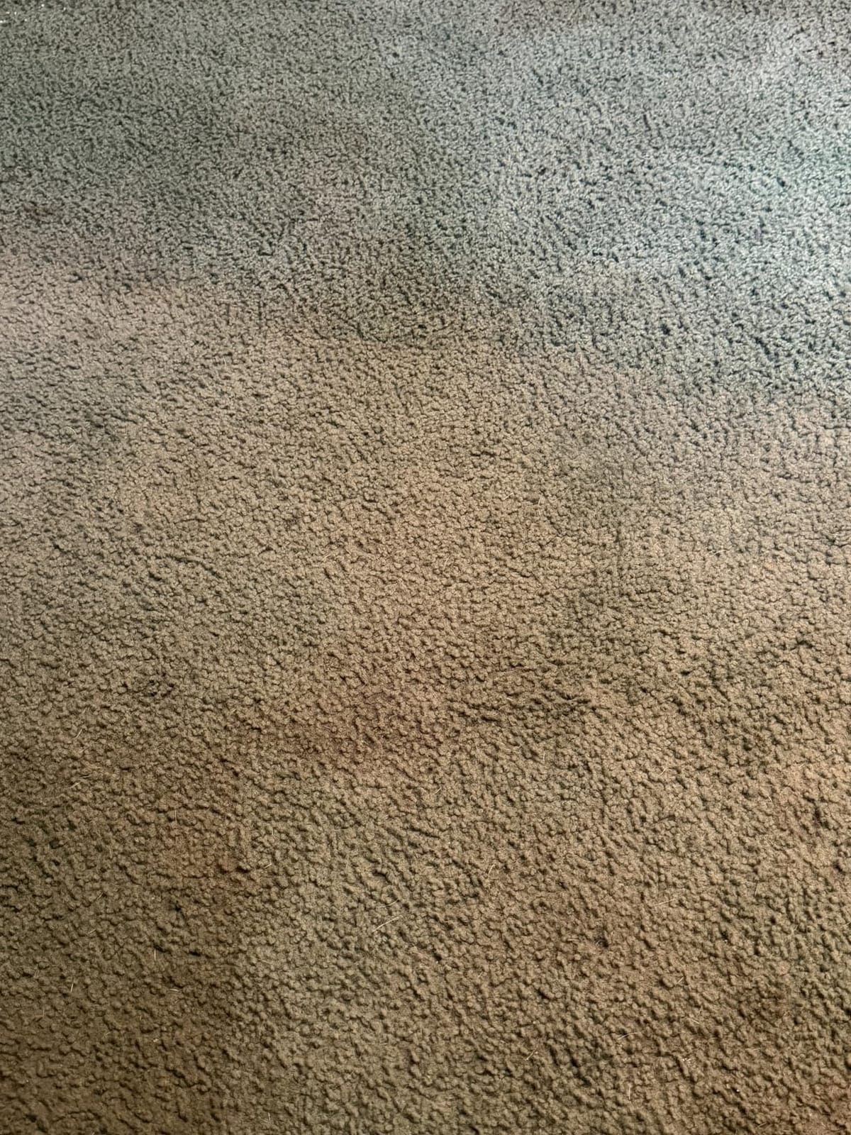 Hoover PowerScrub XL Pet Carpet Cleaner Machine for Carpet and Upholstery customer photo 1