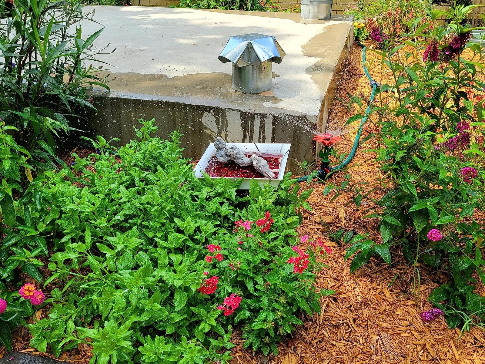 Eden 97065 Daisy Above-Ground 50 Ft Garden Hose and Sprinkler System, DIY Plant Watering Set customer photo 1