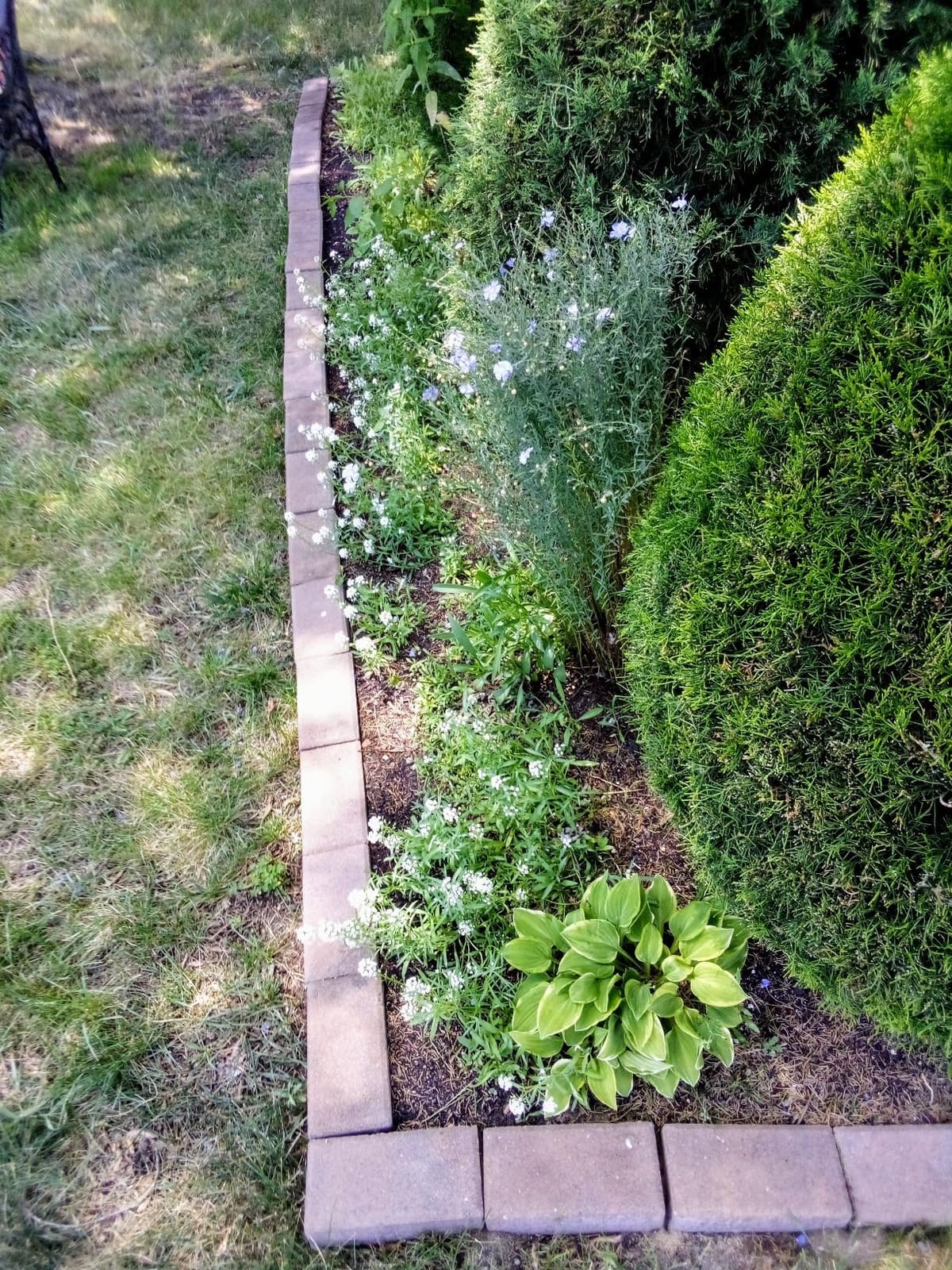 R&M Organics Compost Soil Amendment Fertilizer for Garden Plants & Lawns customer photo 1